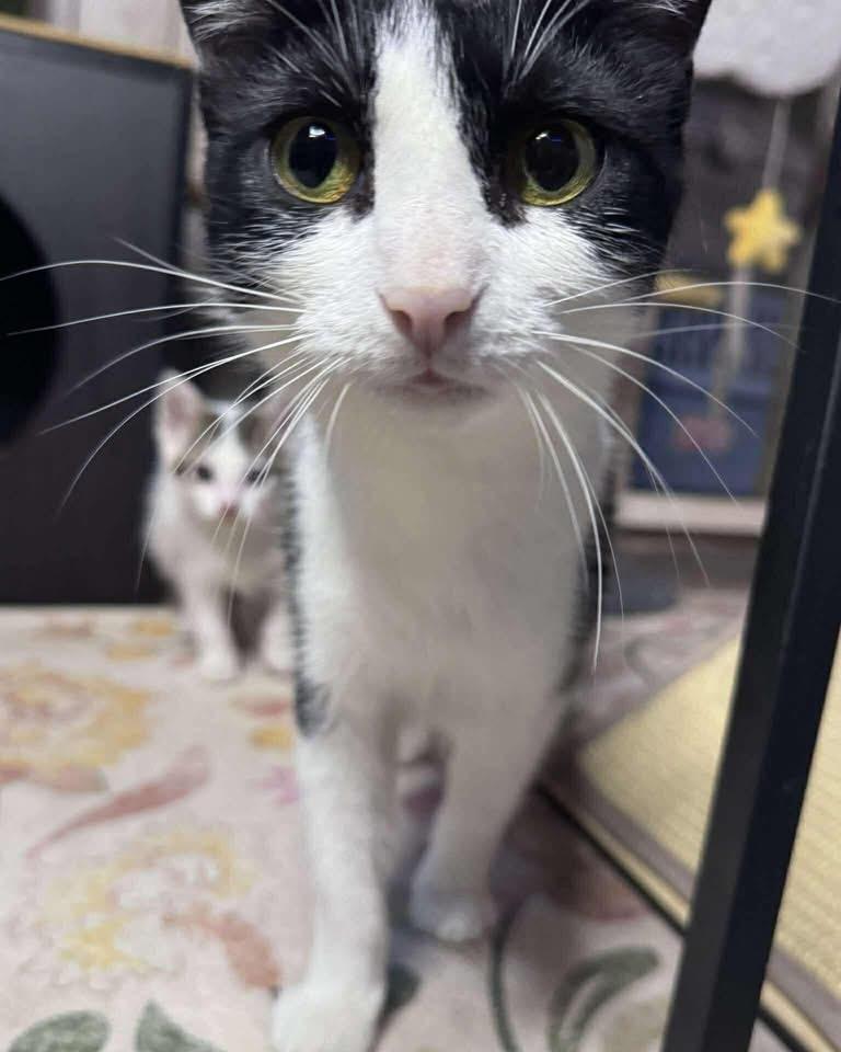 Enlarge Sushi, a ADOPTABLE Domestic Short Hair in Davison, MI image 3/4
