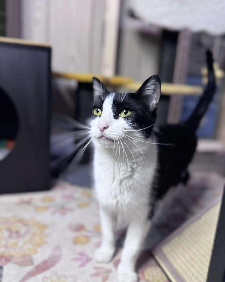 Enlarge Sushi, a ADOPTABLE Domestic Short Hair in Davison, MI image 1/4