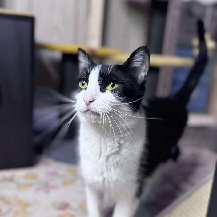 Enlarge Sushi, a Adoptable Domestic Short Hair in Davison, MI image 1/6