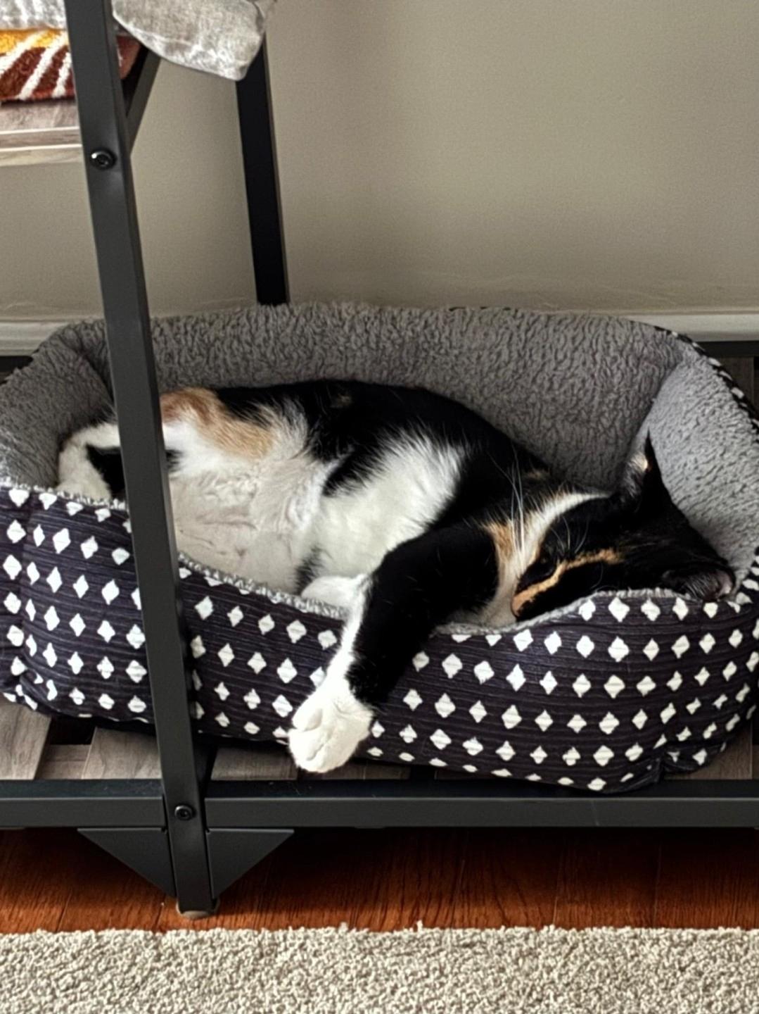 Neteryi, Adoptable, Young Female Domestic Short Hair.