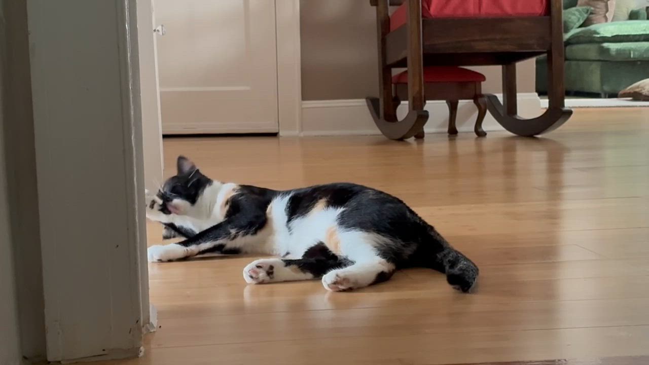 Enlarge Neteryi, a Adoptable Domestic Short Hair in Freemansburg, PA video 3/3
