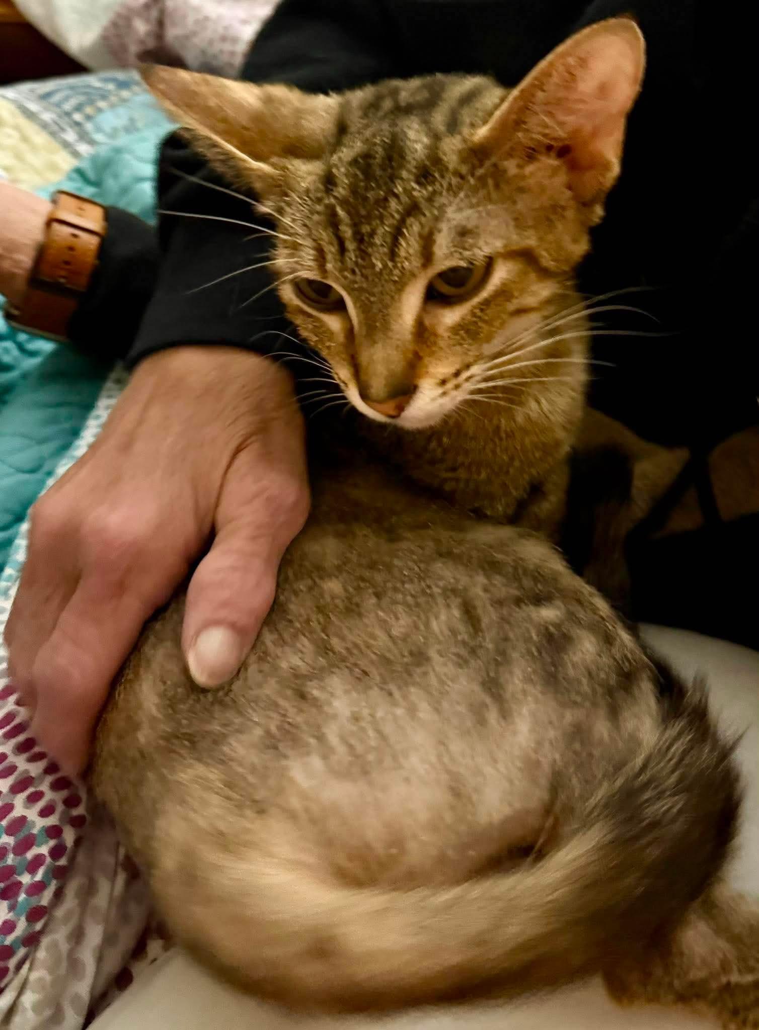 Luna, a ADOPTABLE Domestic Short Hair in Granite City, IL image 1/3