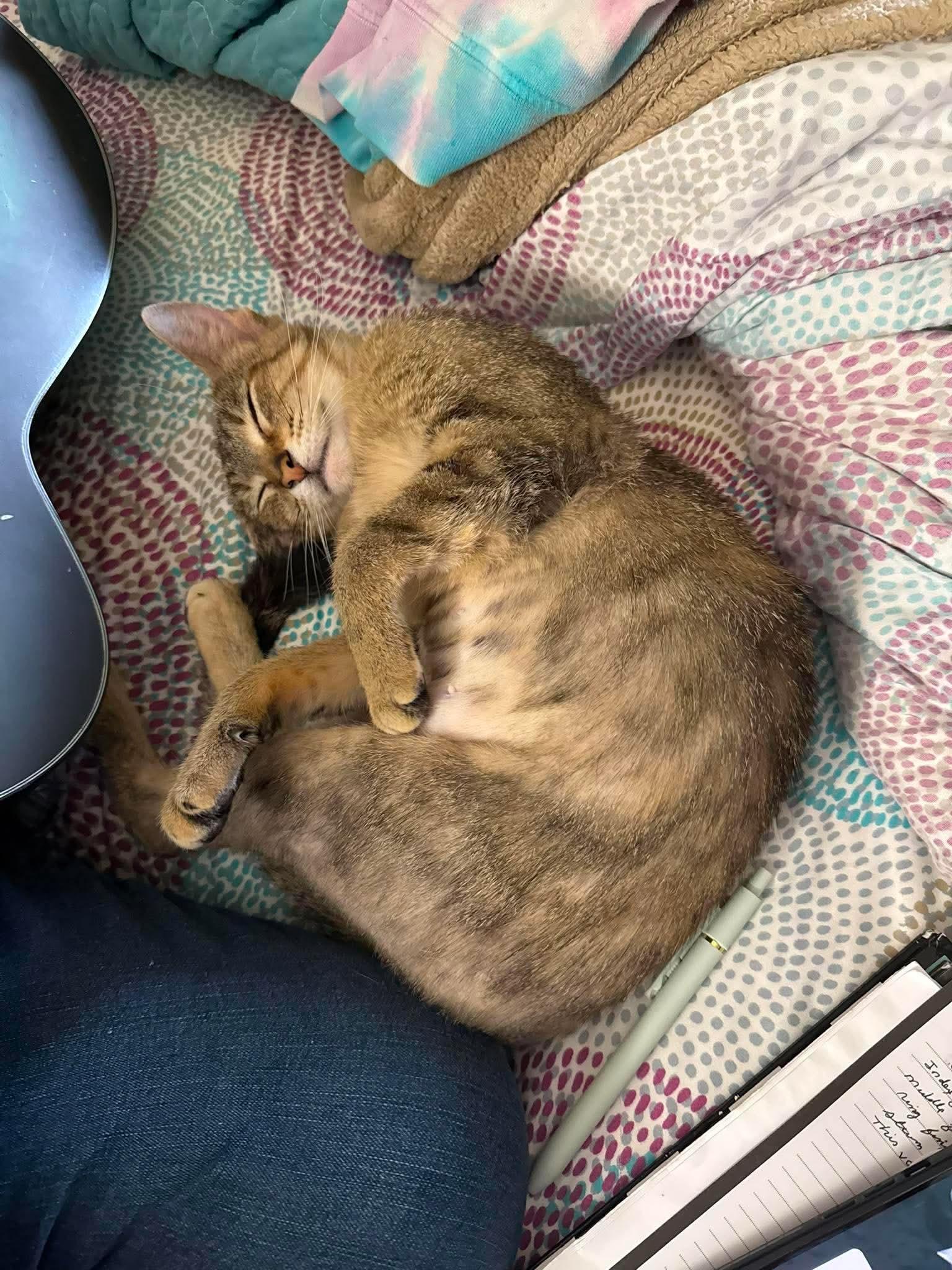 Luna, a ADOPTABLE Domestic Short Hair in Granite City, IL image 2/3