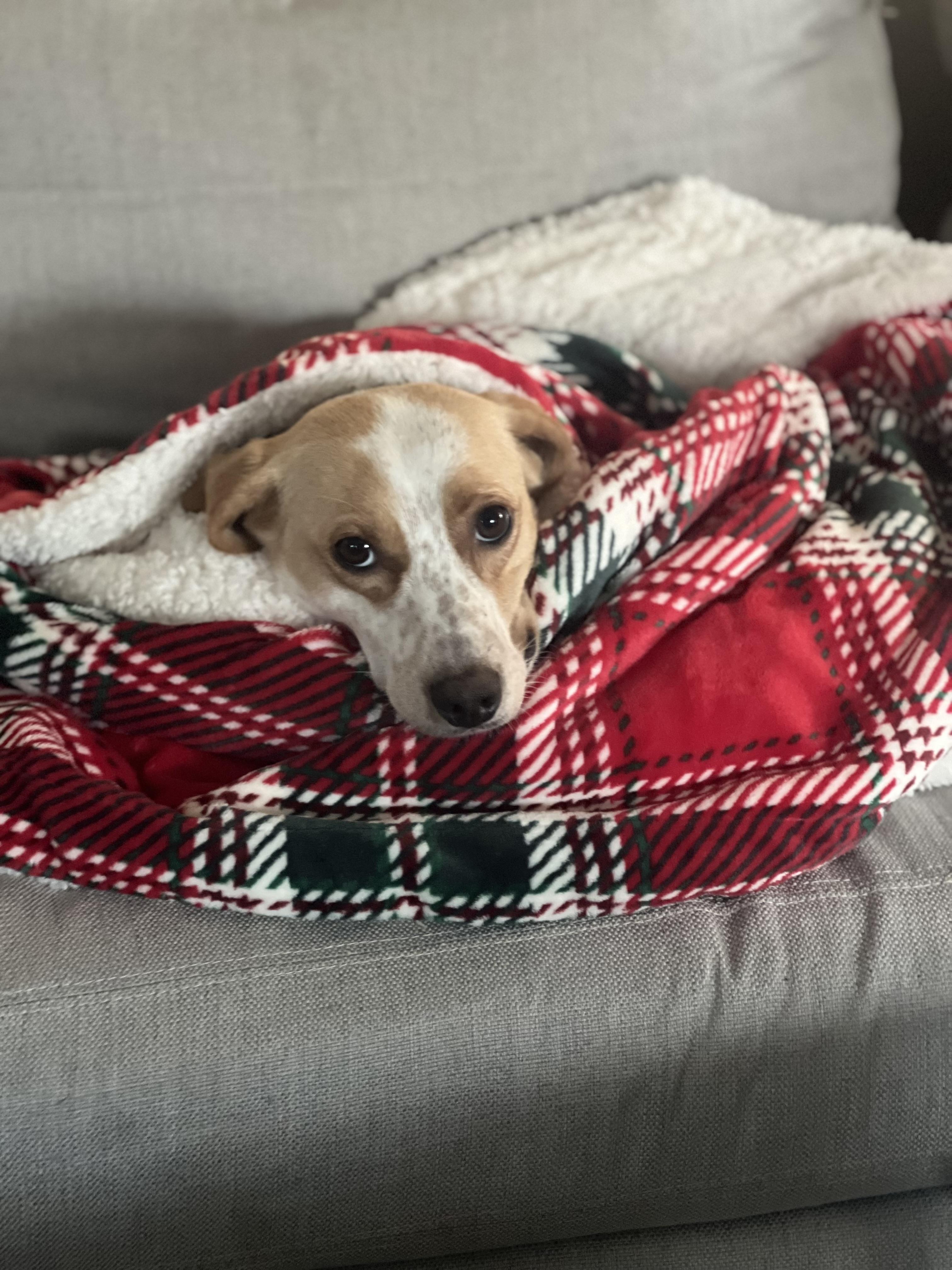 Enlarge Mama Rachel Friends, an adoption pending mixed breed in Andover, MA image 4/5