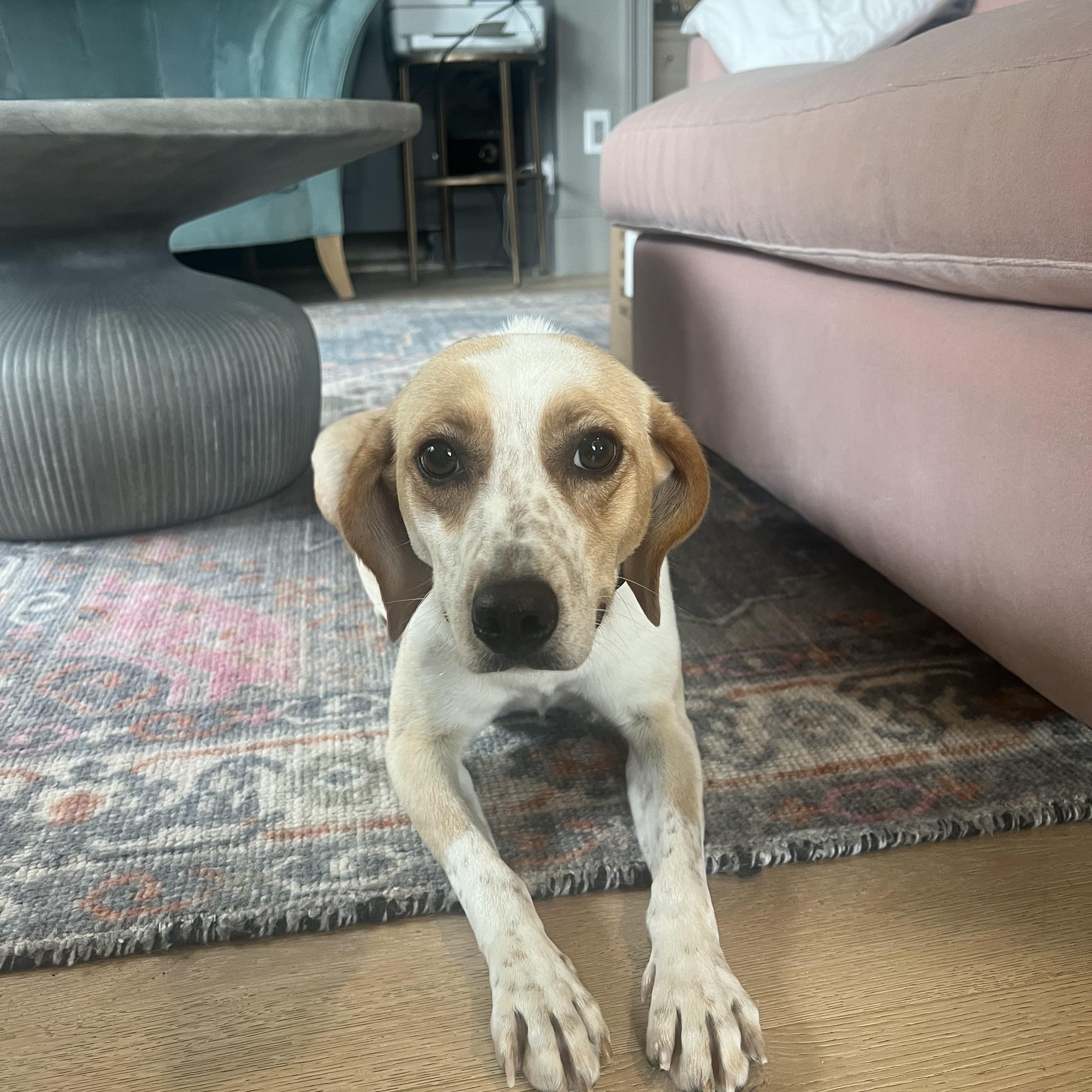 Enlarge Mama Rachel Friends, an adoption pending mixed breed in Andover, MA image 5/5