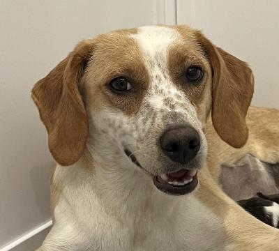 Enlarge Mama Rachel Friends, an adoption pending mixed breed in Andover, MA image 1/5