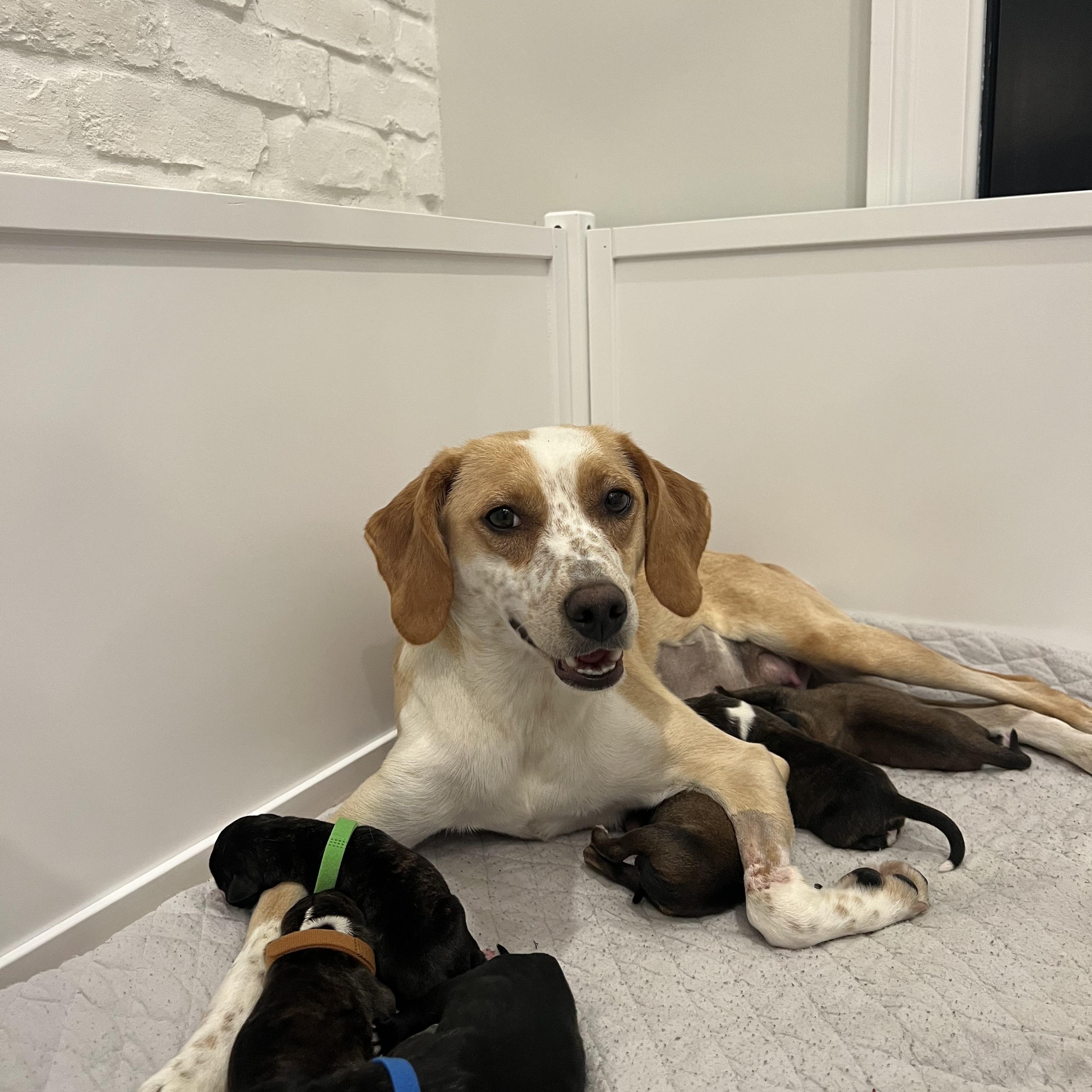 Enlarge Mama Rachel Friends, an adoption pending mixed breed in Andover, MA image 3/5