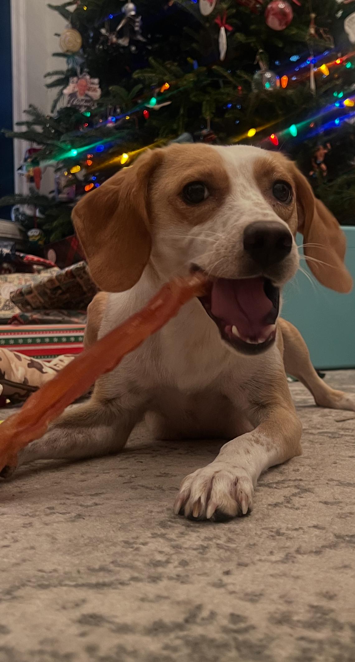 Enlarge Mama Rachel Friends, an adoption pending mixed breed in Andover, MA image 2/5