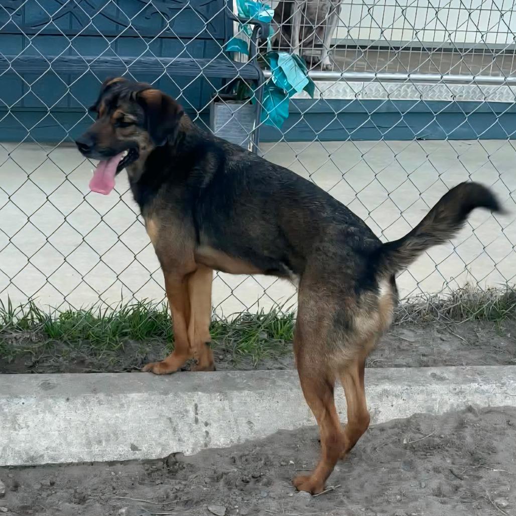 Bear — thumbnail 2