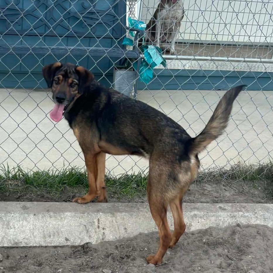 Bear — thumbnail 3