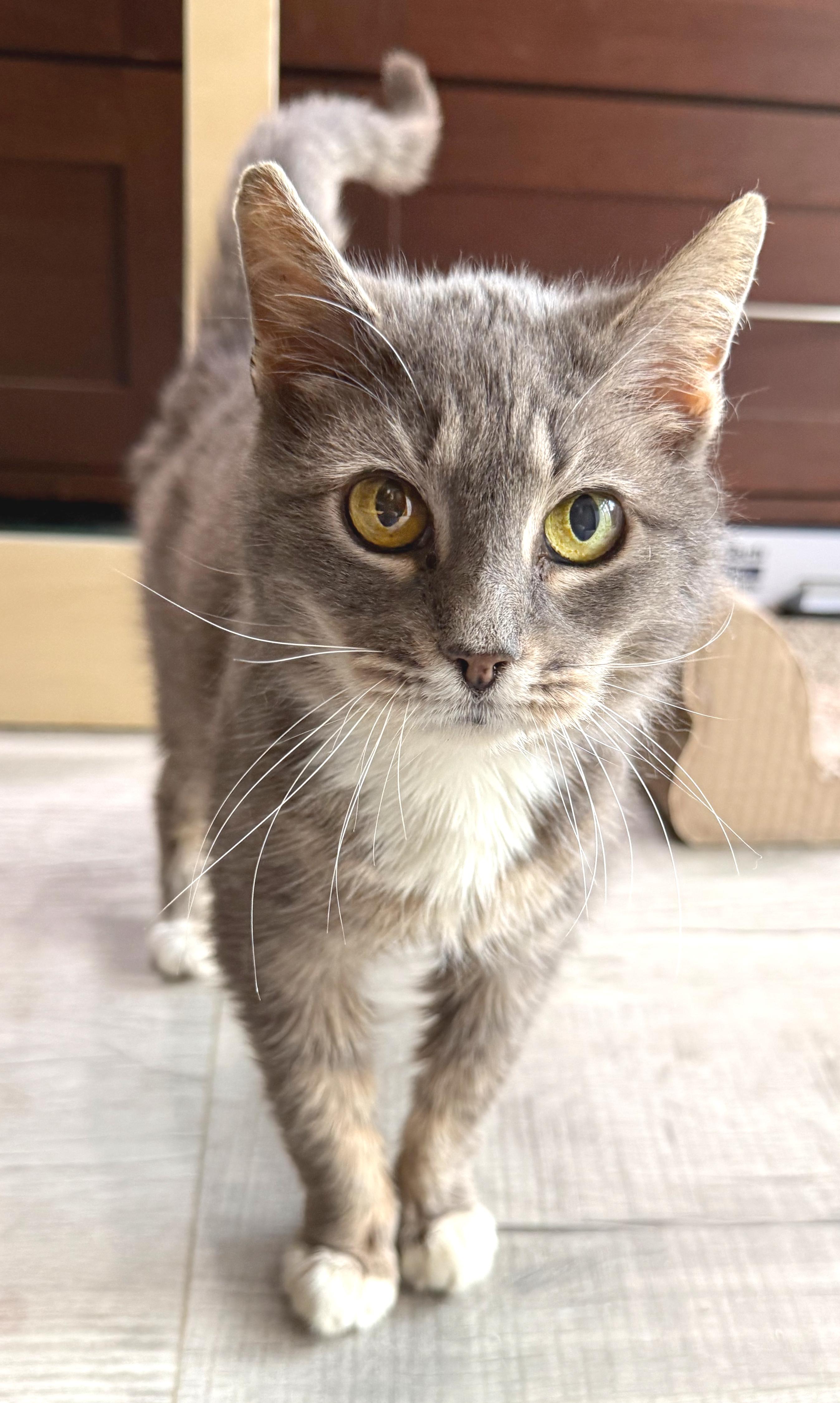 Whiskers, a ADOPTABLE mixed breed in Hilton Head Island, SC image 2/6