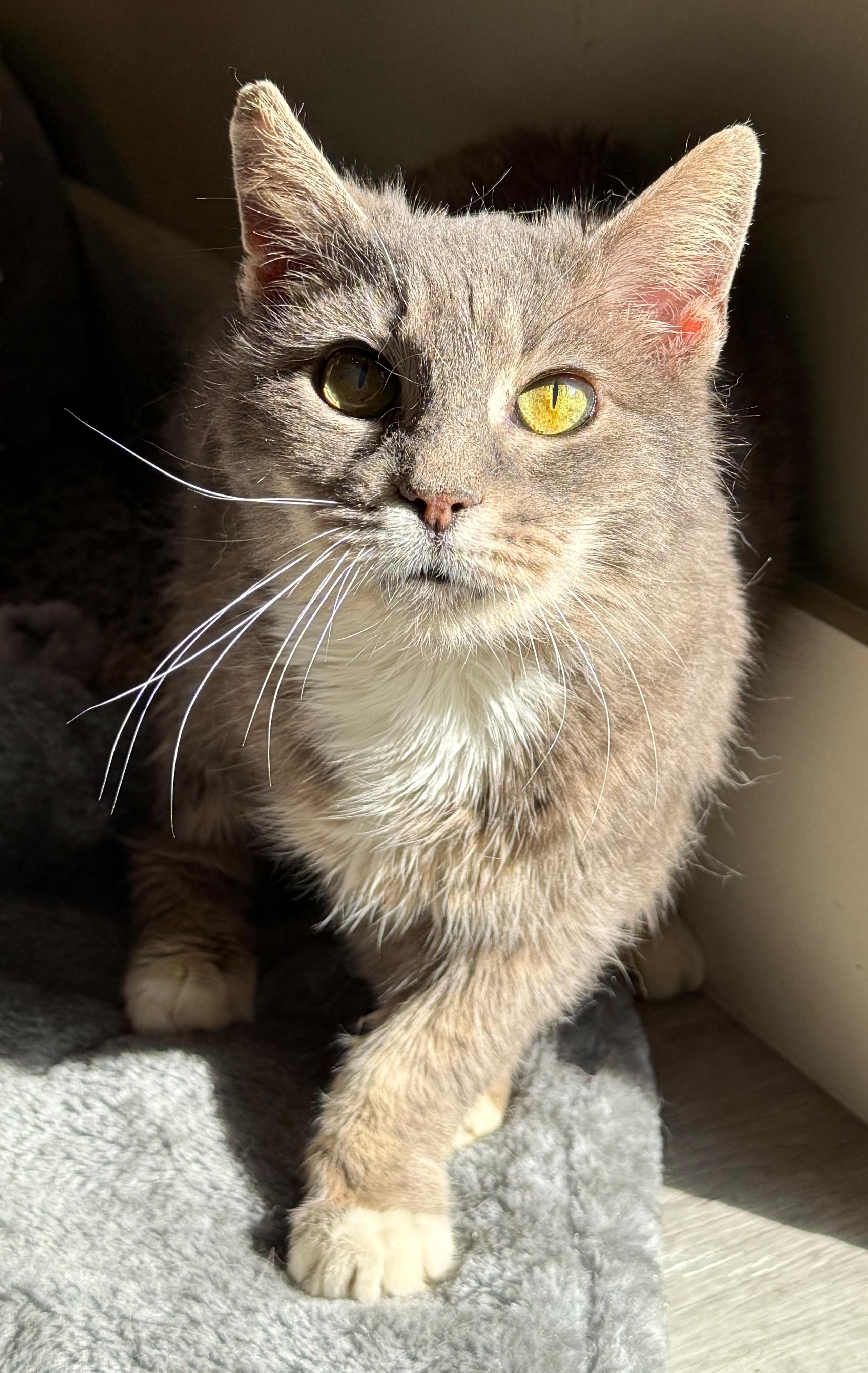 Whiskers, a ADOPTABLE mixed breed in Hilton Head Island, SC image 5/6