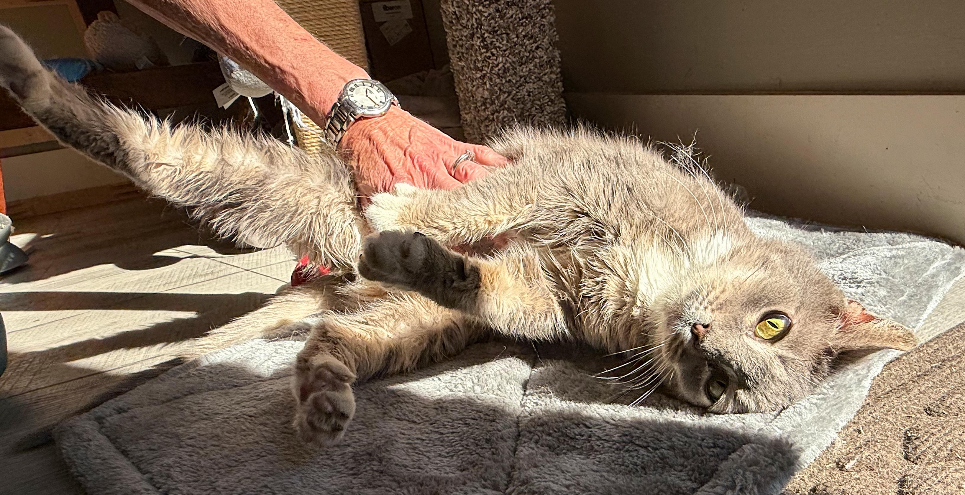 Whiskers, a ADOPTABLE mixed breed in Hilton Head Island, SC image 4/6