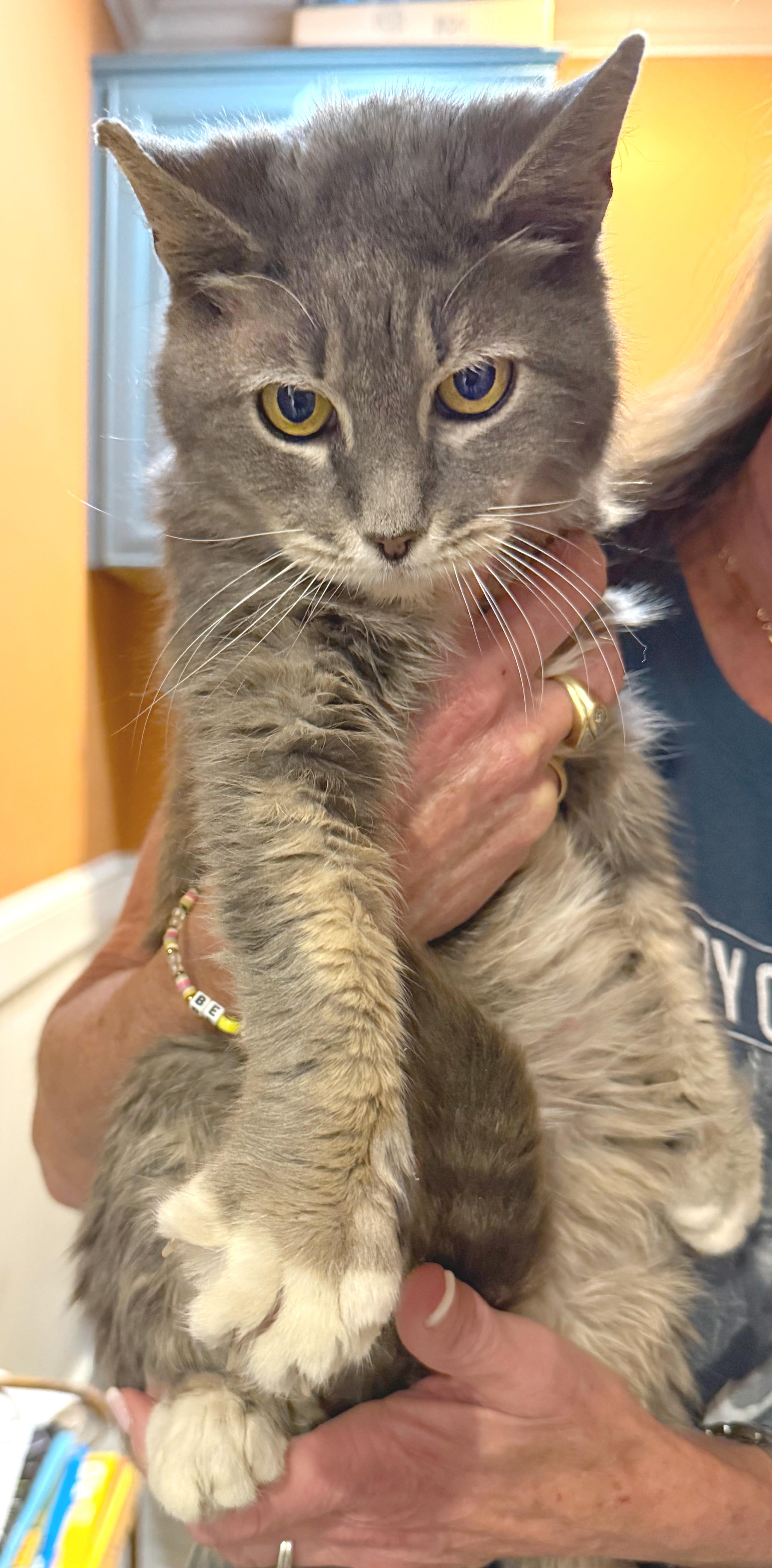 Whiskers, a ADOPTABLE mixed breed in Hilton Head Island, SC image 6/6