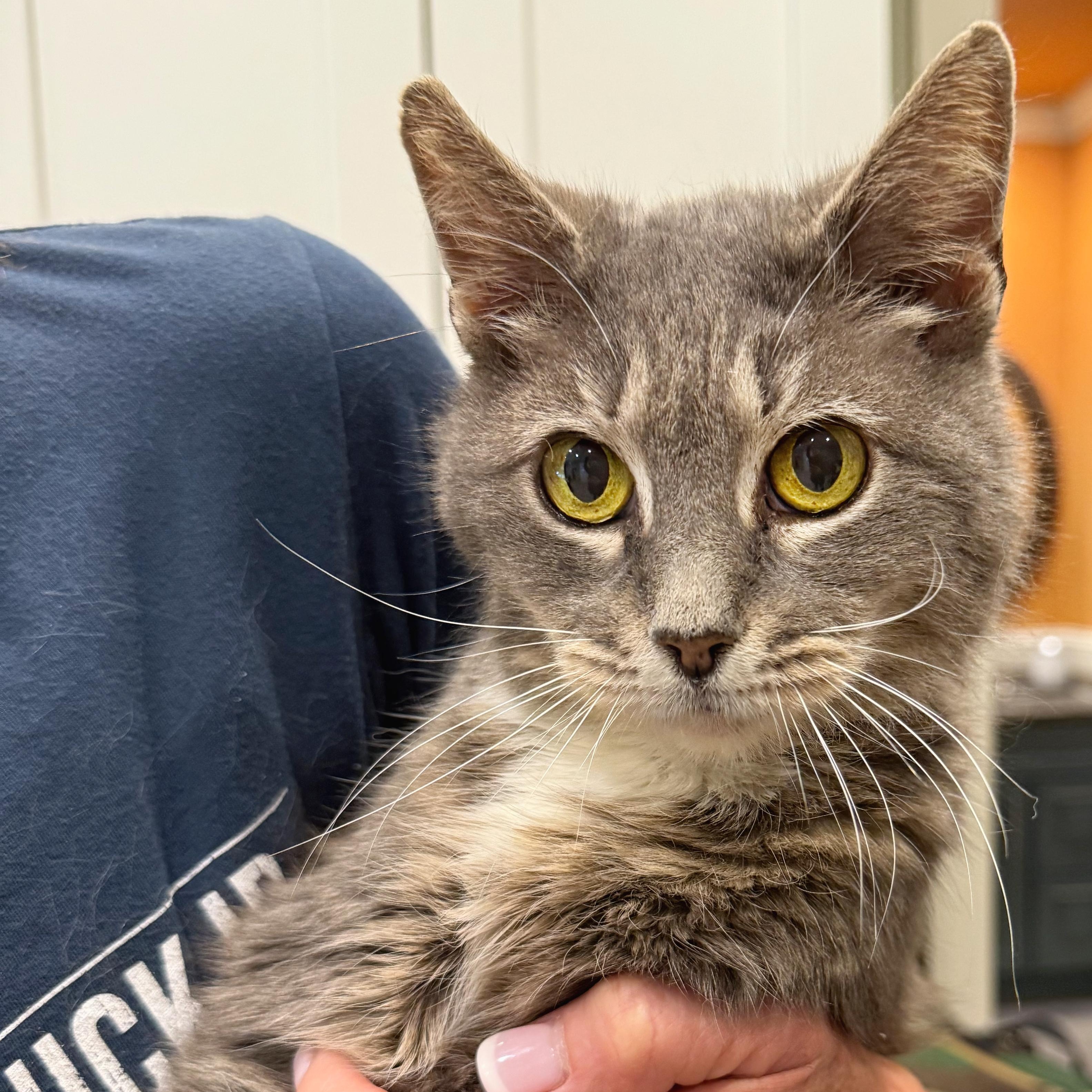 Whiskers, a ADOPTABLE mixed breed in Hilton Head Island, SC image 1/6