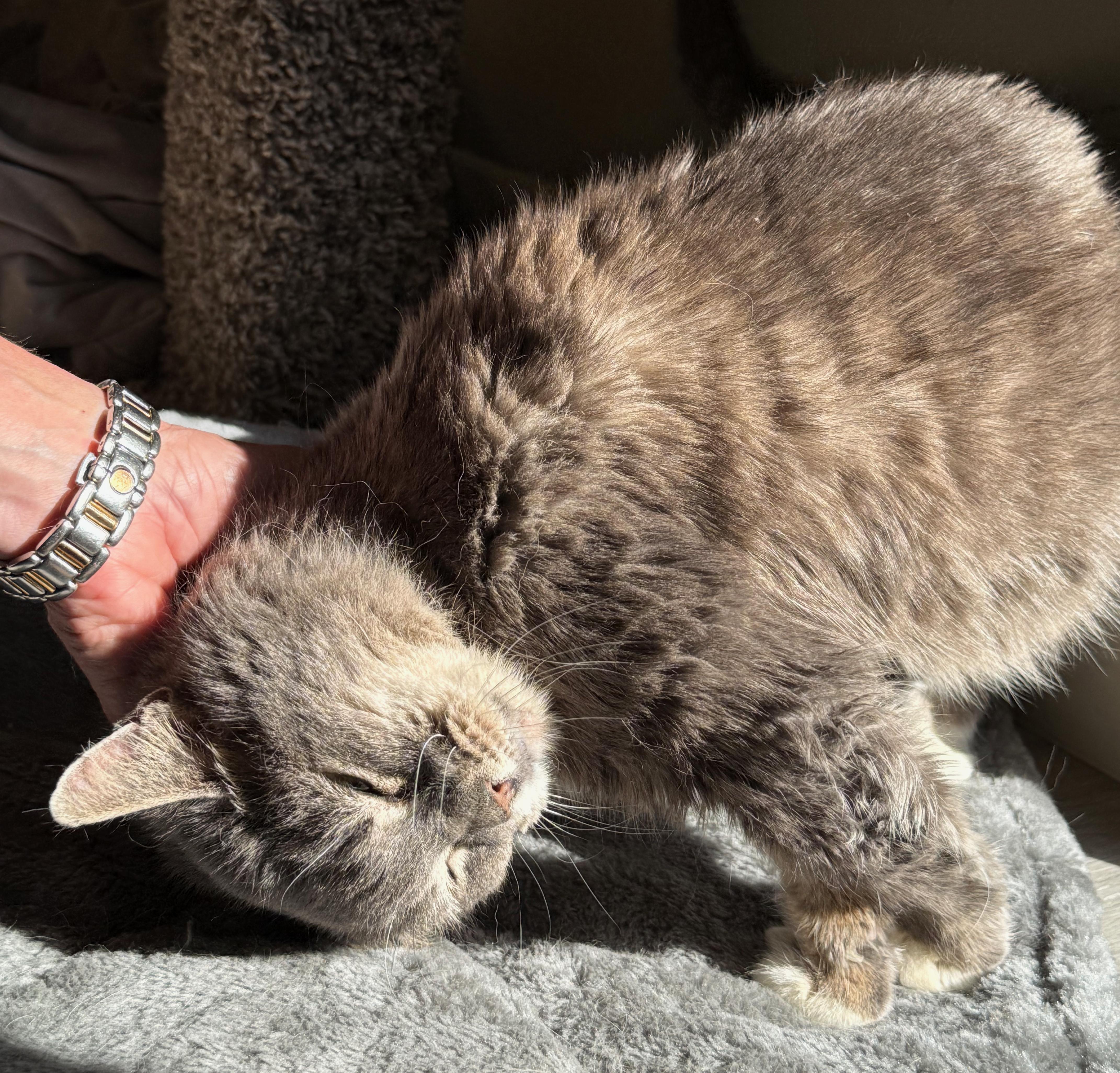 Whiskers, a ADOPTABLE mixed breed in Hilton Head Island, SC image 3/6