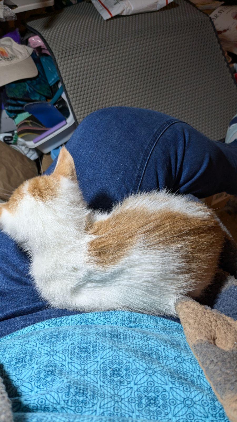 Cat for adoption Royal, a Domestic Short Hair in Madison, WI Petfinder