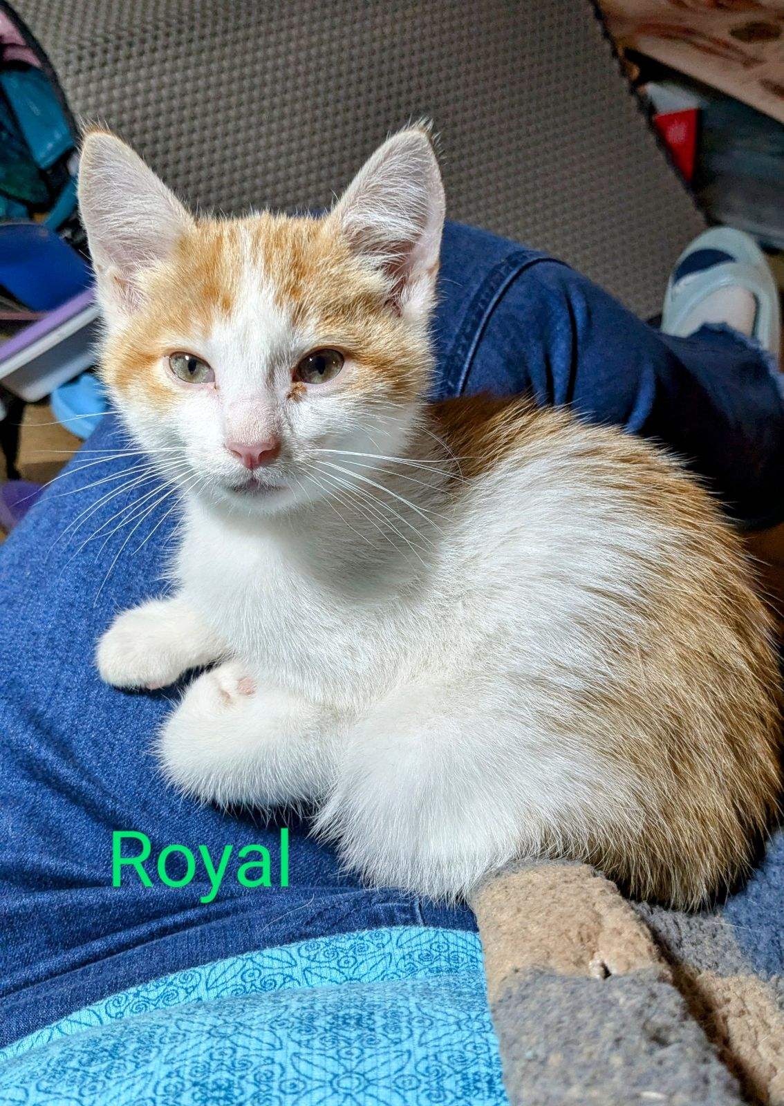 Cat for adoption Royal, a Domestic Short Hair in Madison, WI Petfinder