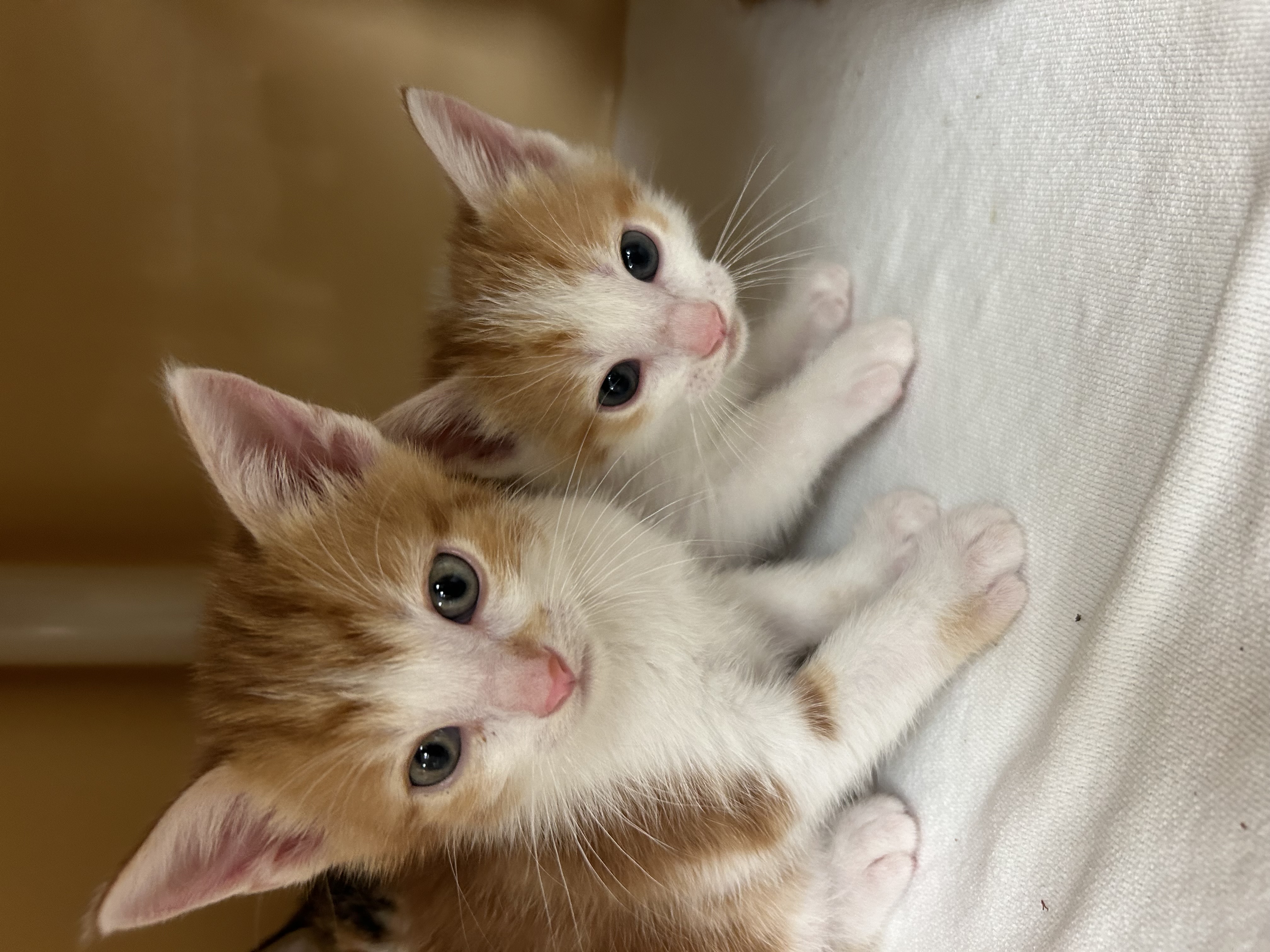 Cat for adoption Royal, a Domestic Short Hair in Madison, WI Petfinder