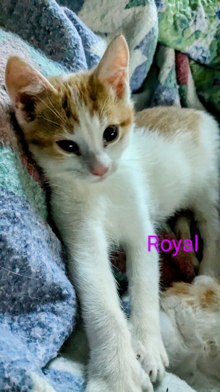 Cat for adoption Royal, a Domestic Short Hair in Madison, WI Petfinder