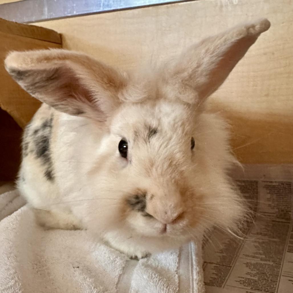 Enlarge Poppy, a Adoptable Lionhead in Chesapeake, VA image 1/4