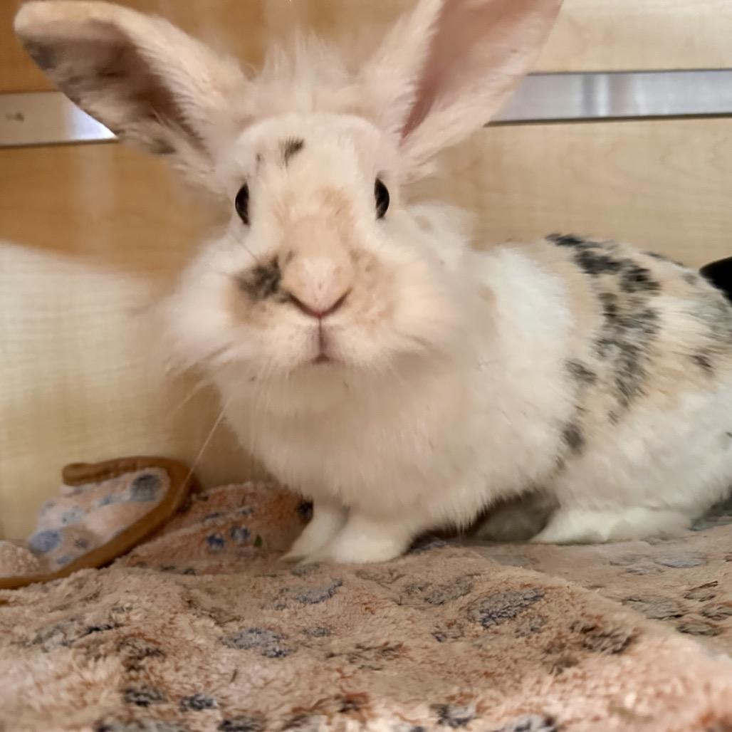 Enlarge Poppy, a Adoptable Lionhead in Chesapeake, VA image 2/4