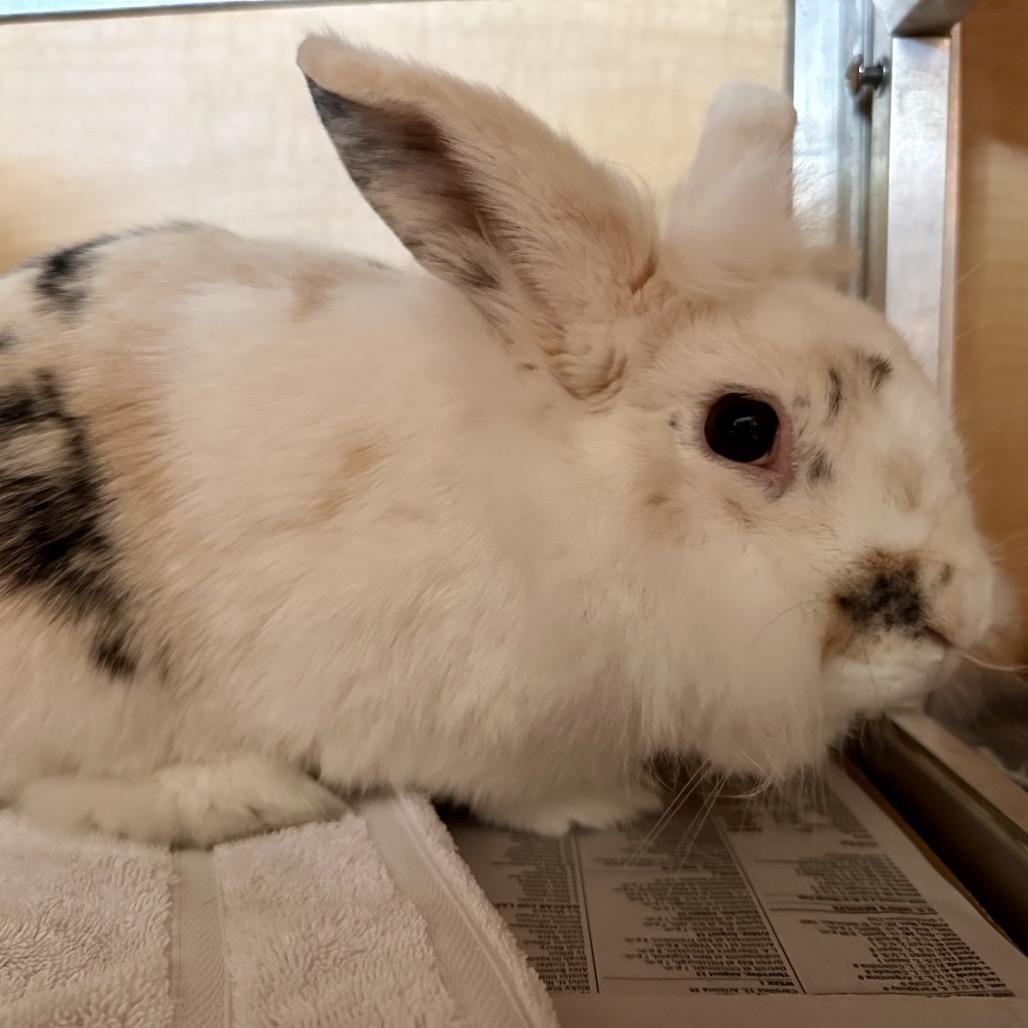 Enlarge Poppy, a Adoptable Lionhead in Chesapeake, VA image 3/4