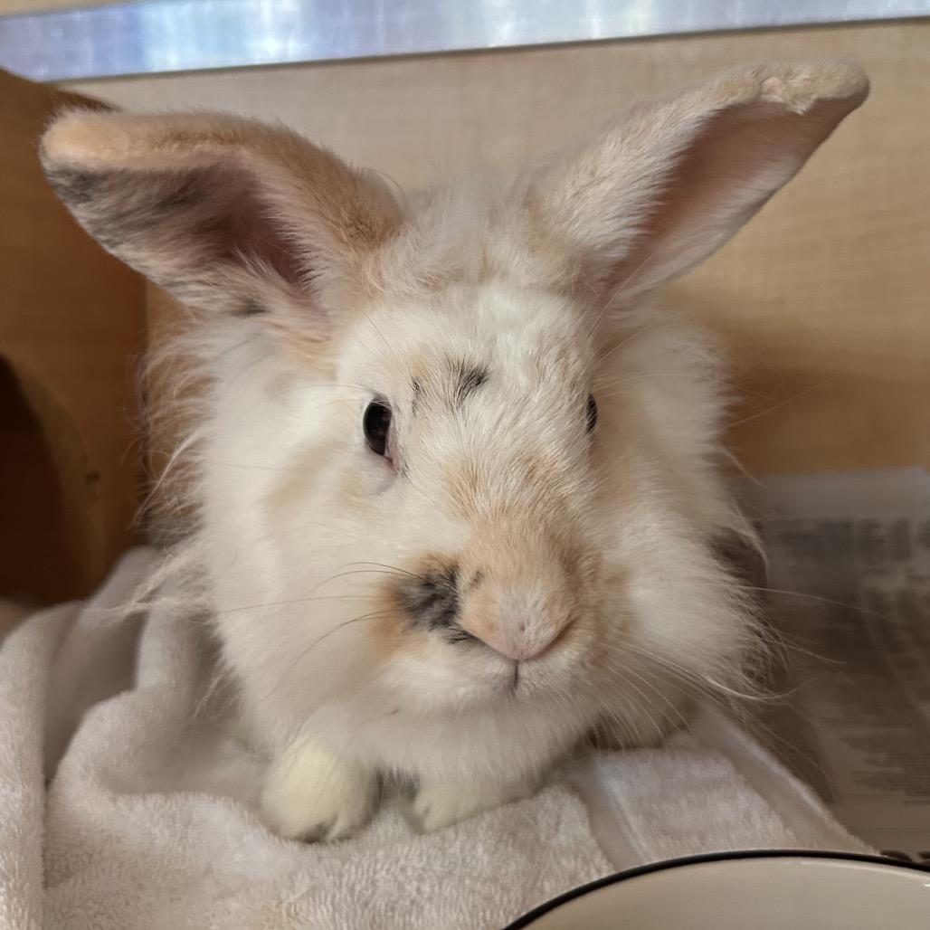 Enlarge Poppy, a Adoptable Lionhead in Chesapeake, VA image 4/4