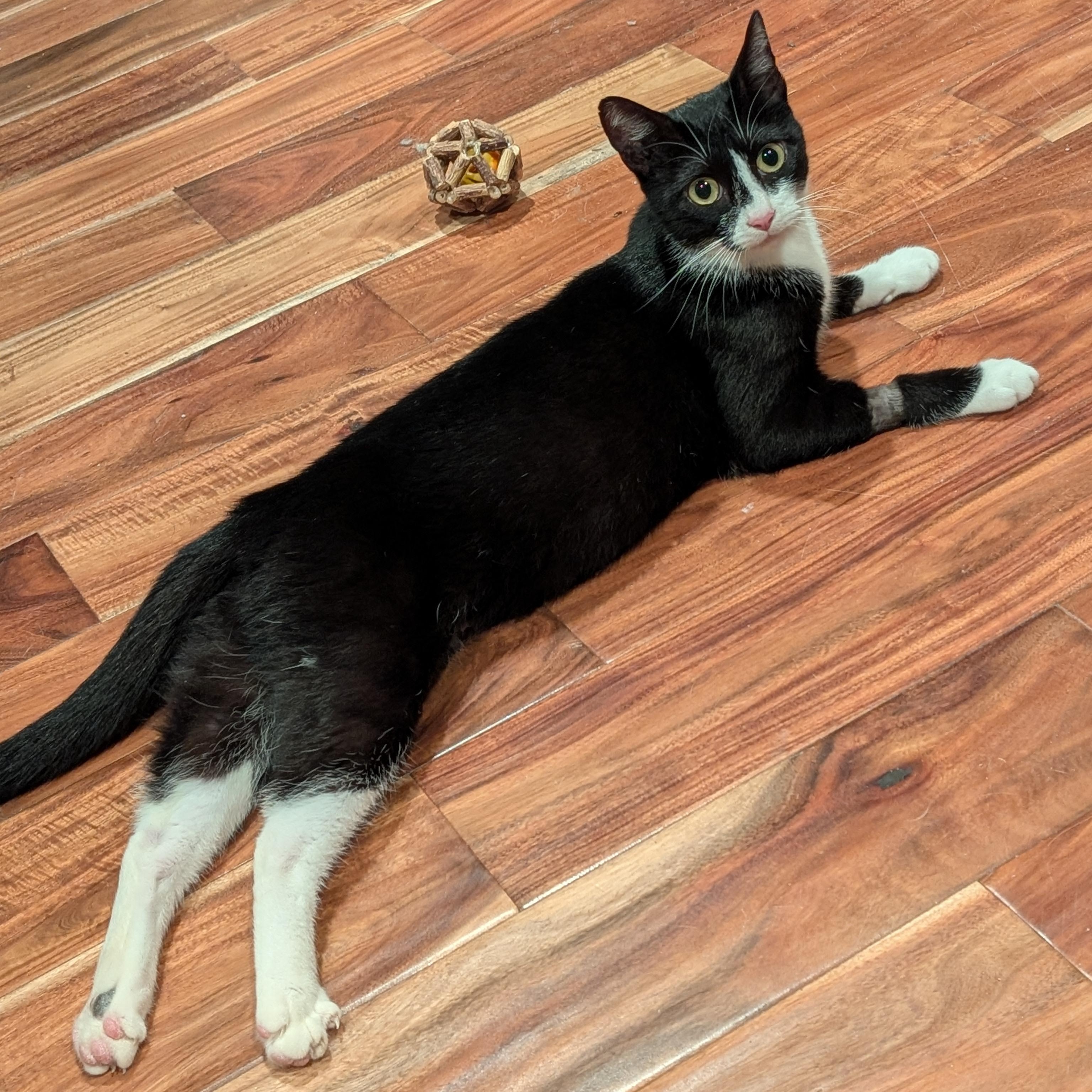 Enlarge HOPE-(ssb), a ADOPTABLE mixed breed in Burlington, WA image 2/6