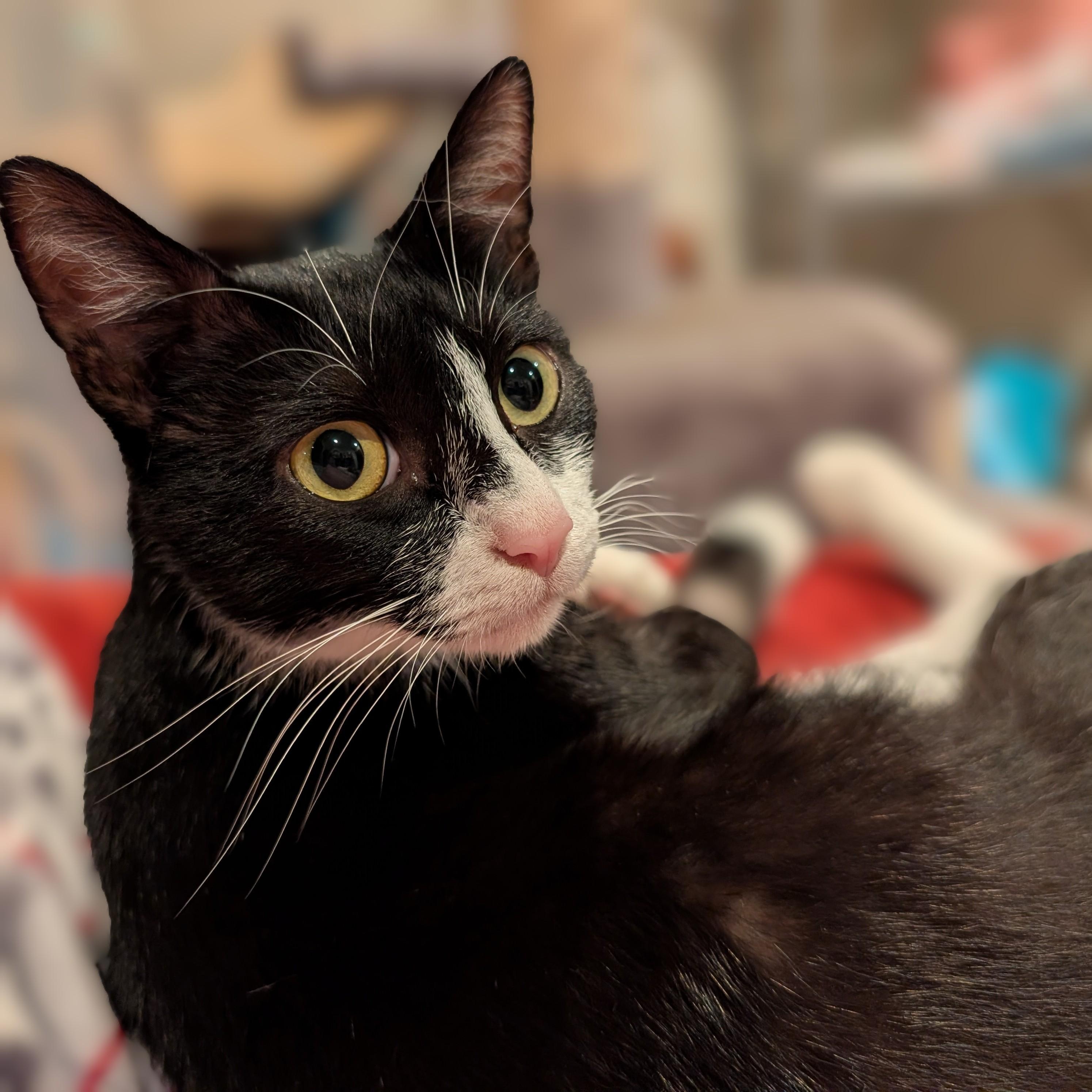 HOPE-(ssb), ADOPTABLE, Adult Female Tuxedo & Domestic Short Hair.