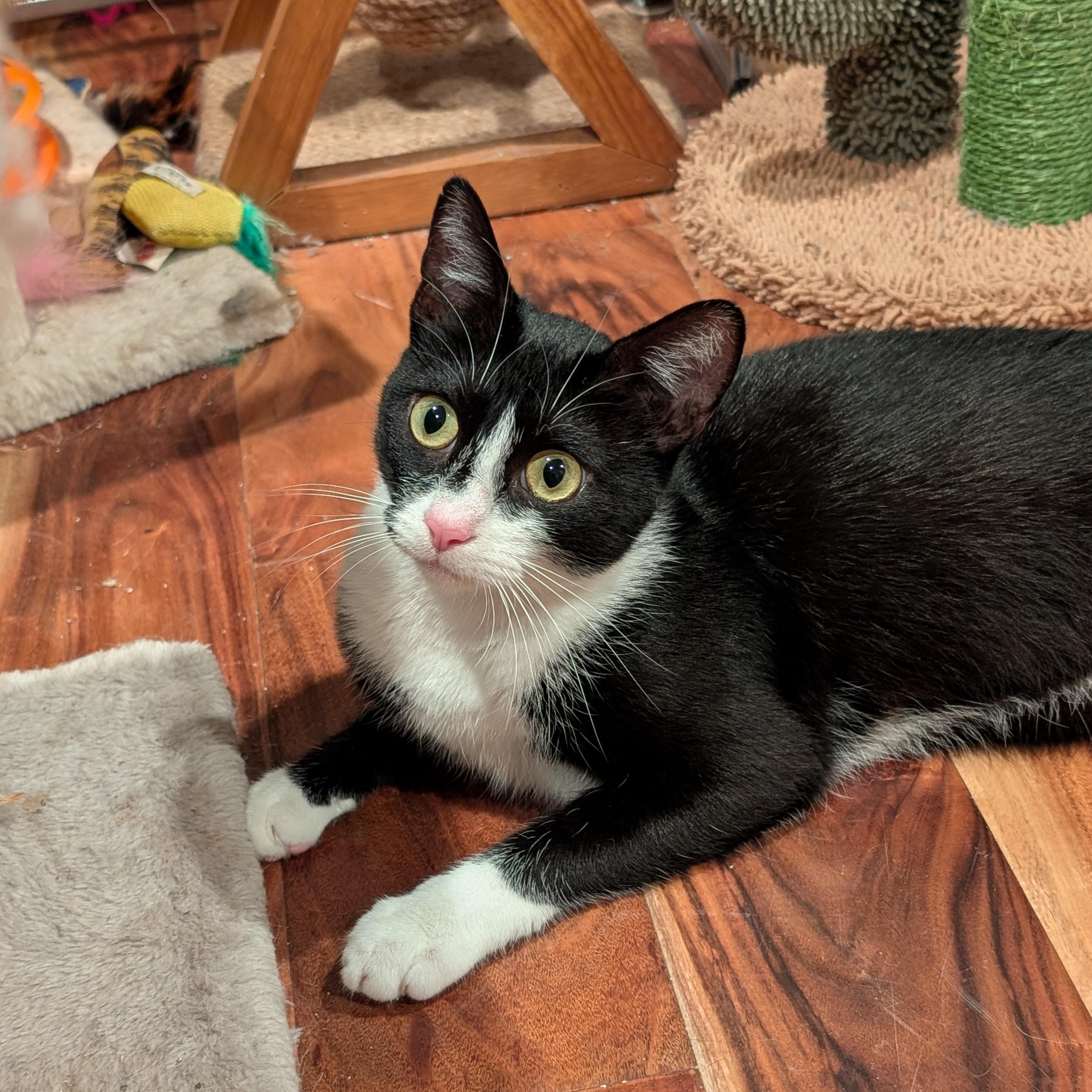 Enlarge HOPE-(ssb), a ADOPTABLE mixed breed in Burlington, WA image 5/6