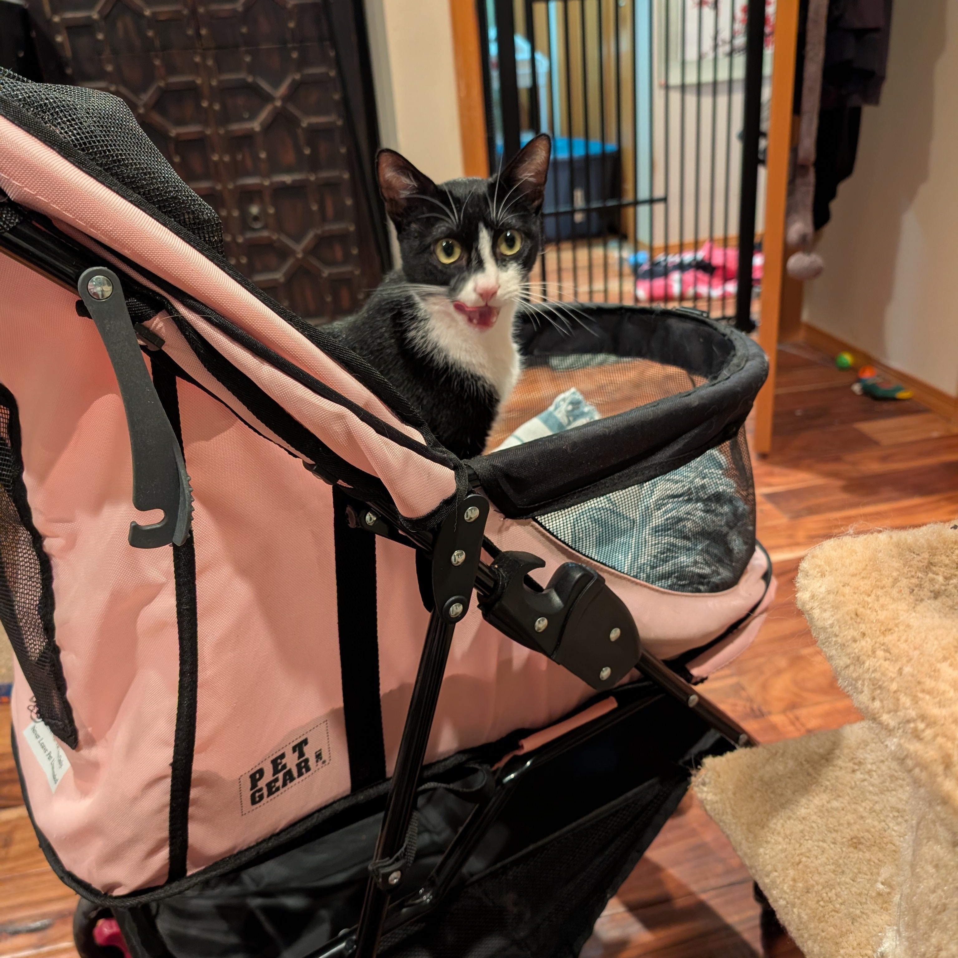 Enlarge HOPE-(ssb), a ADOPTABLE mixed breed in Burlington, WA image 3/6