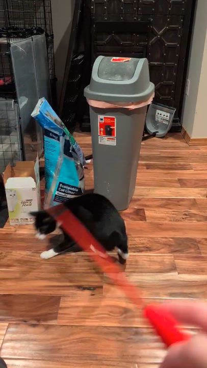 Enlarge HOPE-(ssb), a ADOPTABLE mixed breed in Burlington, WA video 6/6