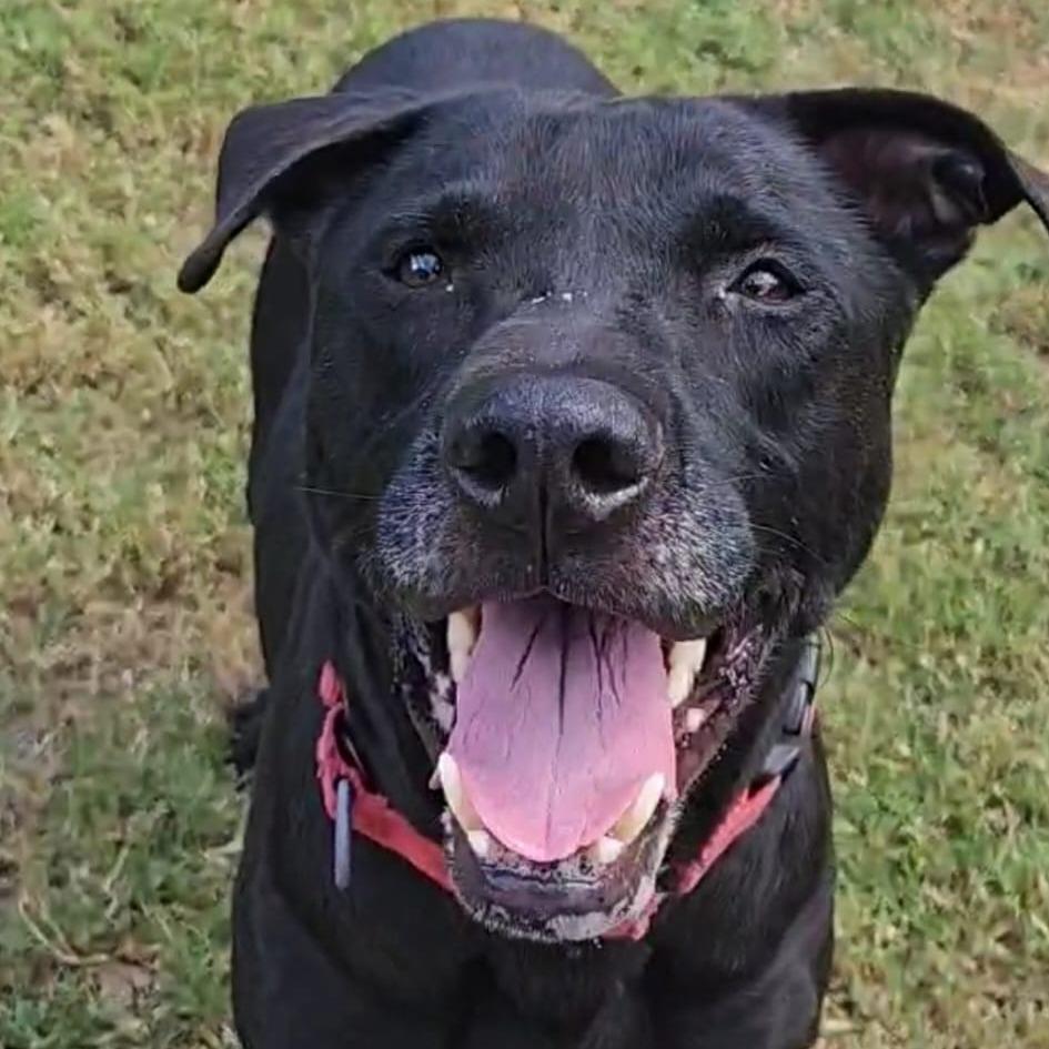 Bob, Adoptable, Adult Male Labrador Retriever.