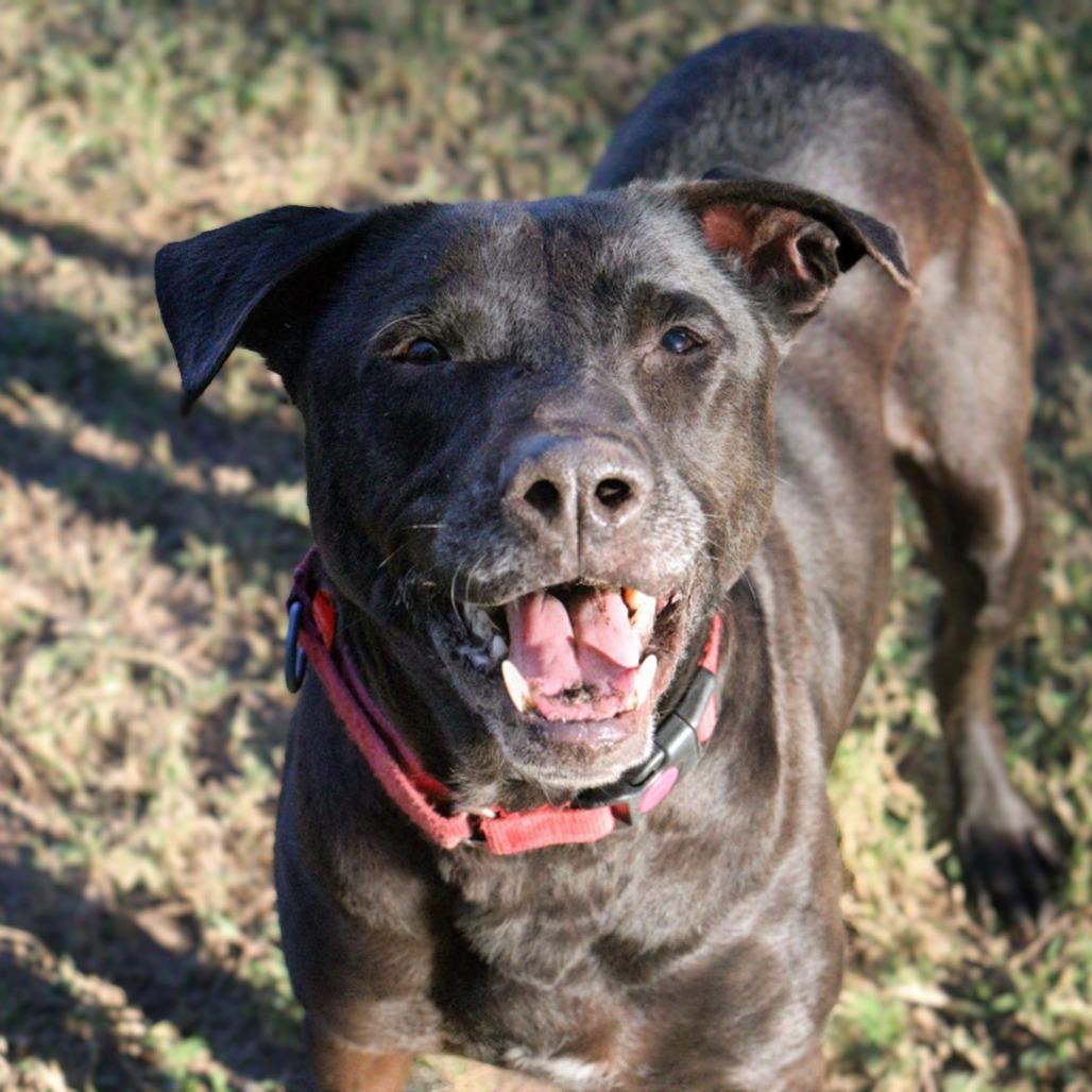 Enlarge Bob, a Adoptable mixed breed in Lakeland, FL image 2/6