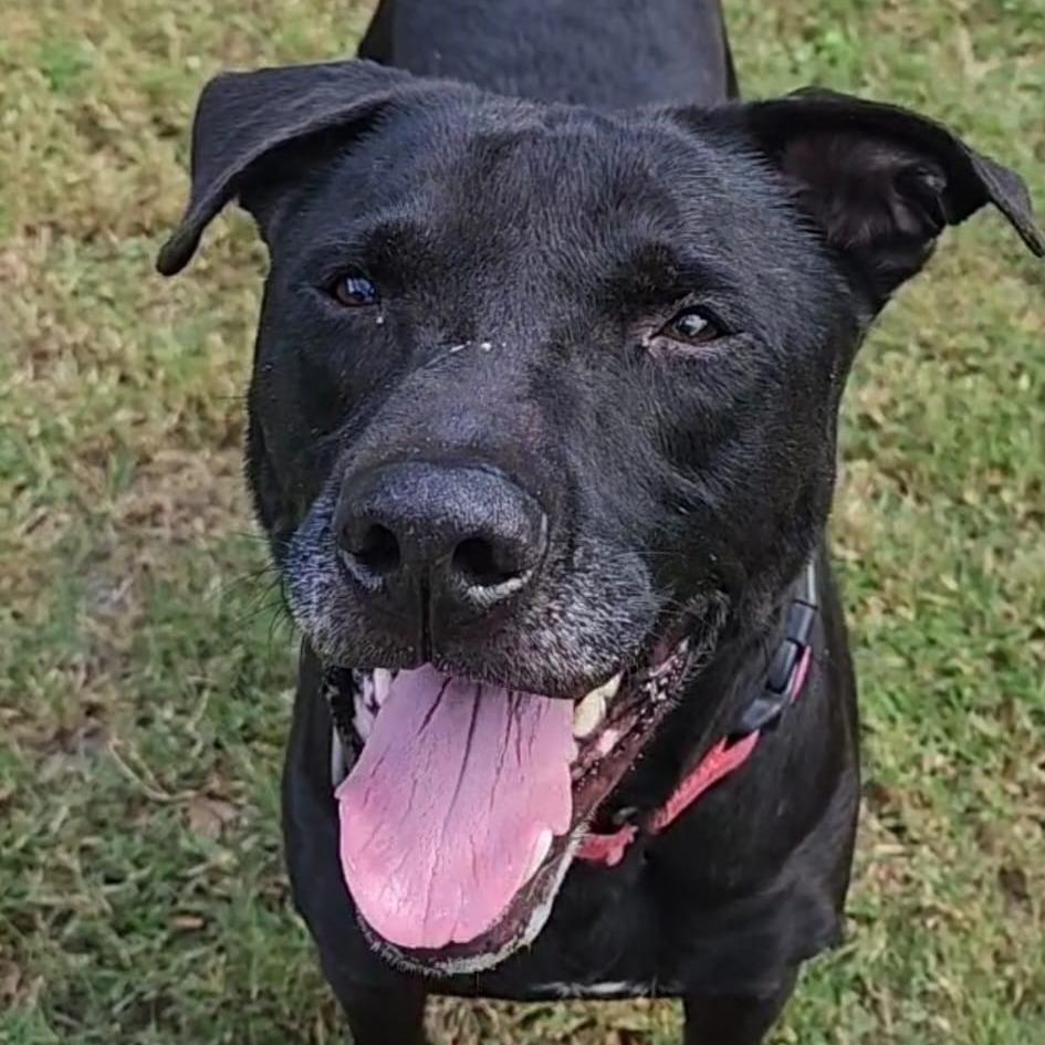 Enlarge Bob, a Adoptable mixed breed in Lakeland, FL image 2/4