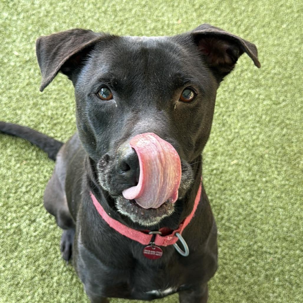 Enlarge Bob, a Adoptable mixed breed in Lakeland, FL image 3/4