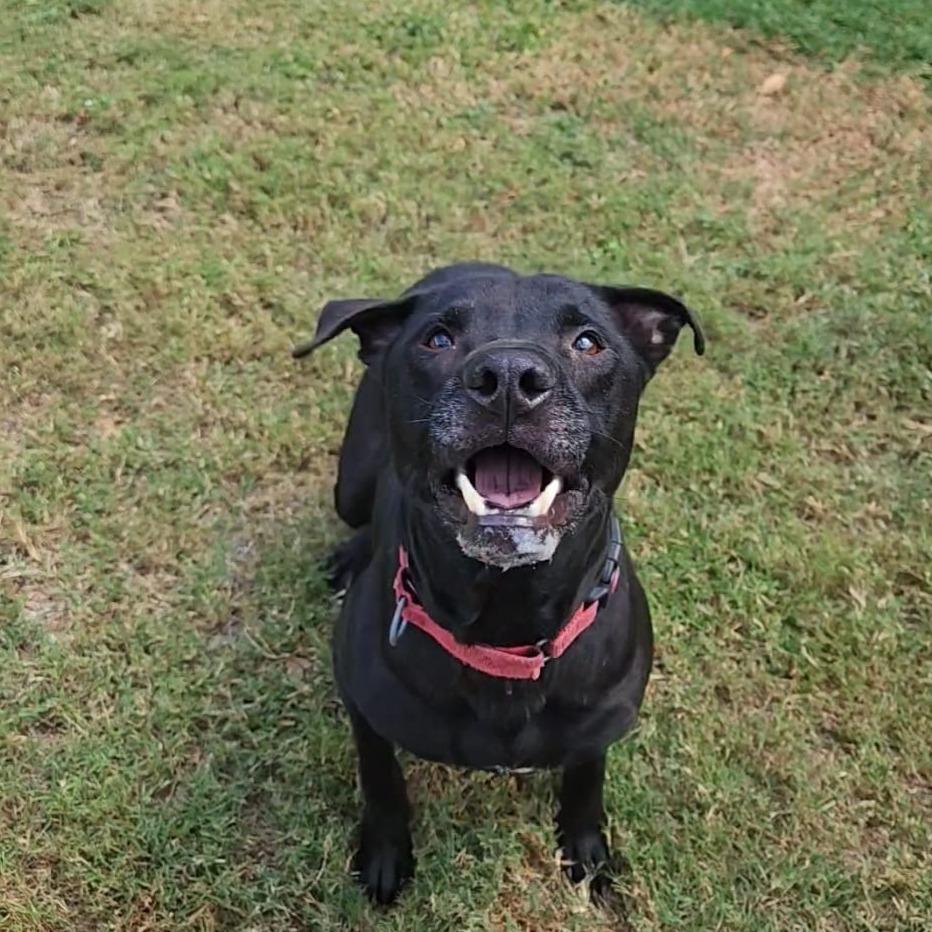 Enlarge Bob, a Adoptable mixed breed in Lakeland, FL image 4/4