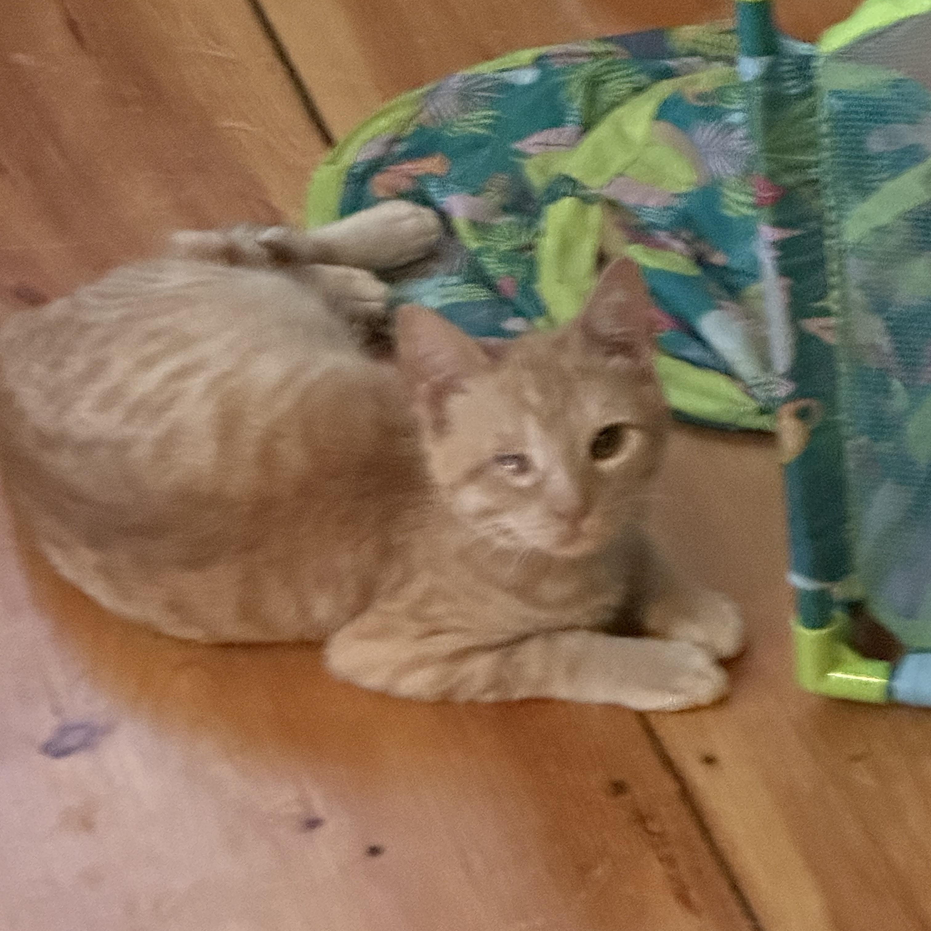 Enlarge Clem, an adopted Tabby in Syracuse, NY image 2/5