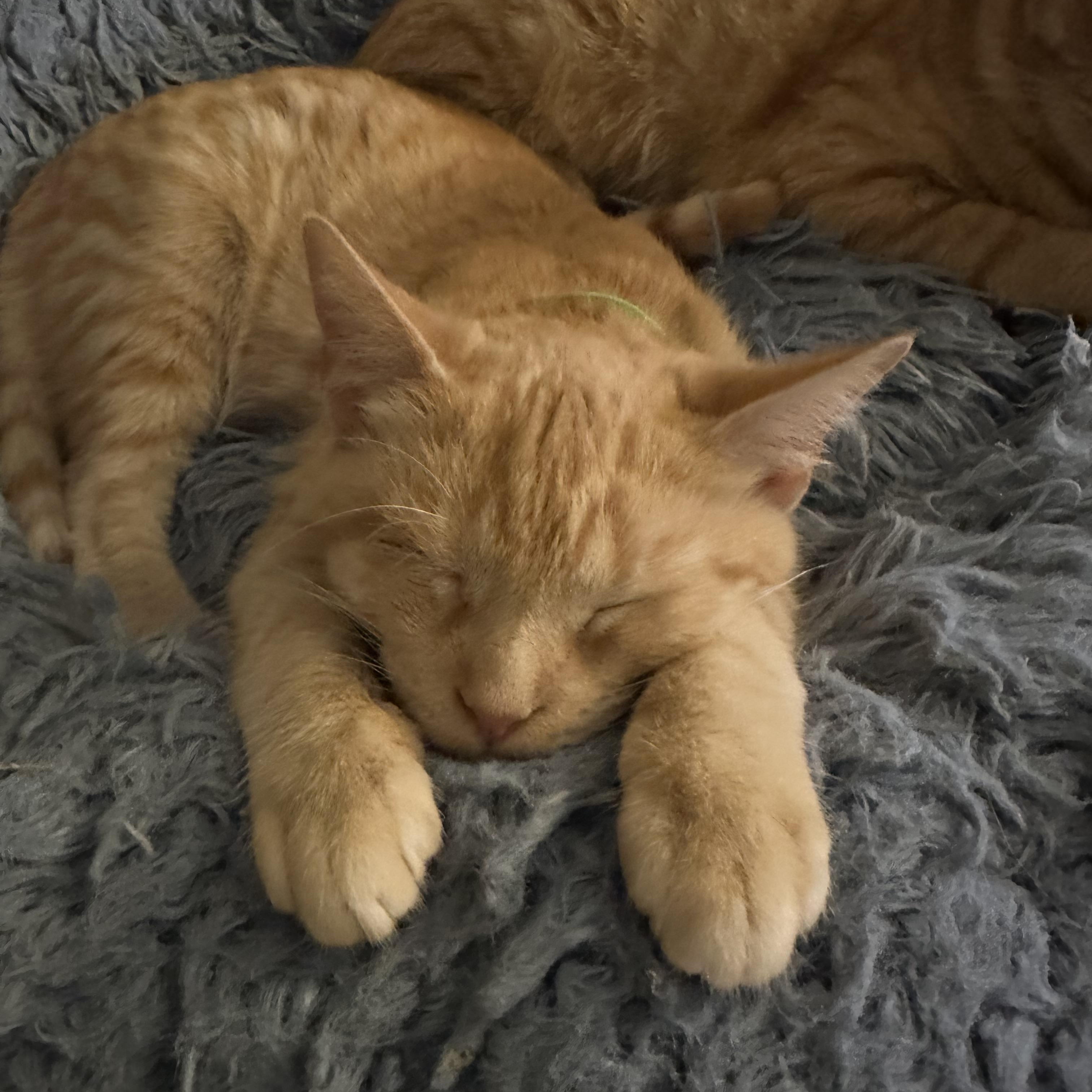 Enlarge Clem, an adopted Tabby in Syracuse, NY image 3/5