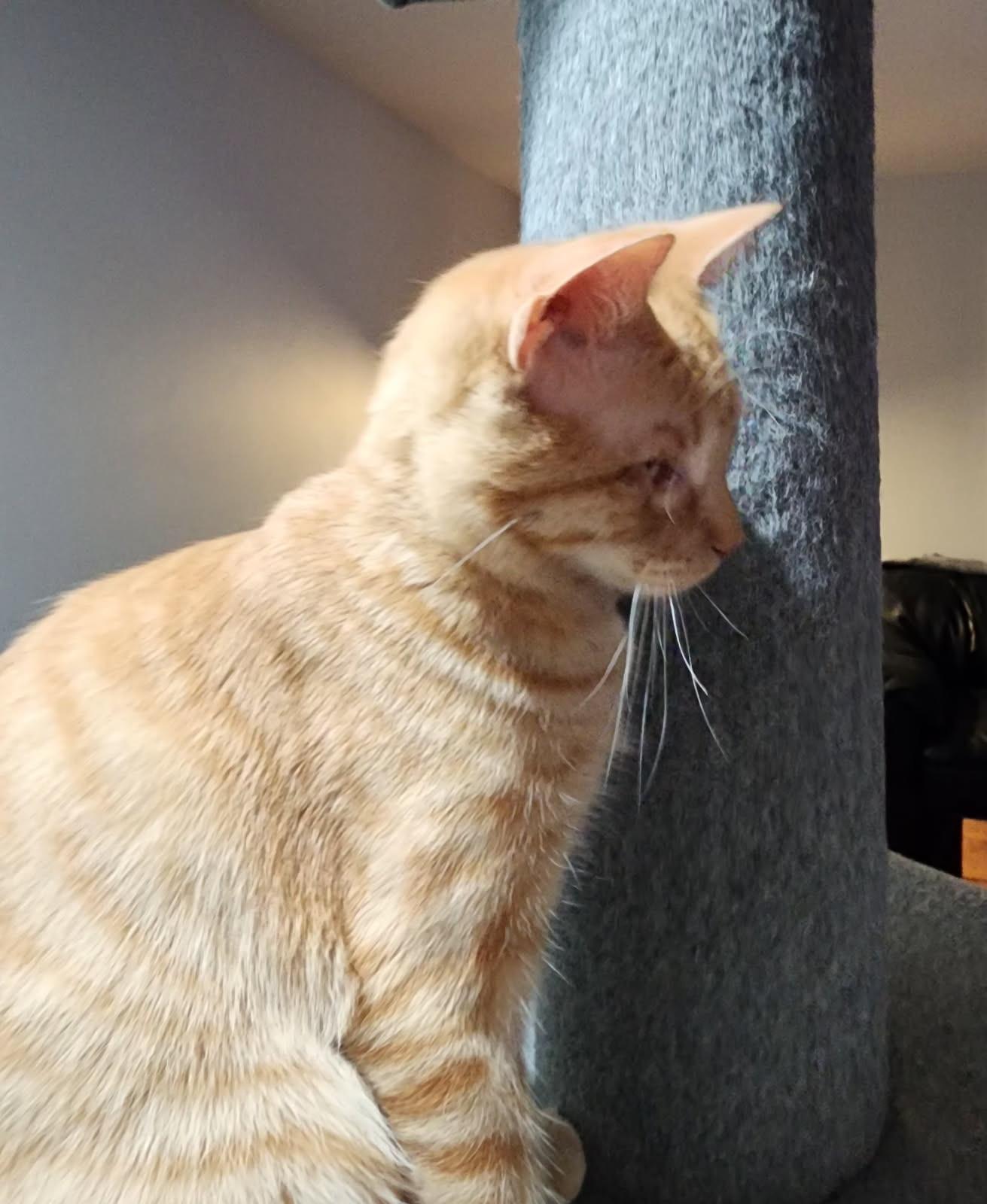 Enlarge Clem, an adopted Tabby in Syracuse, NY image 1/5