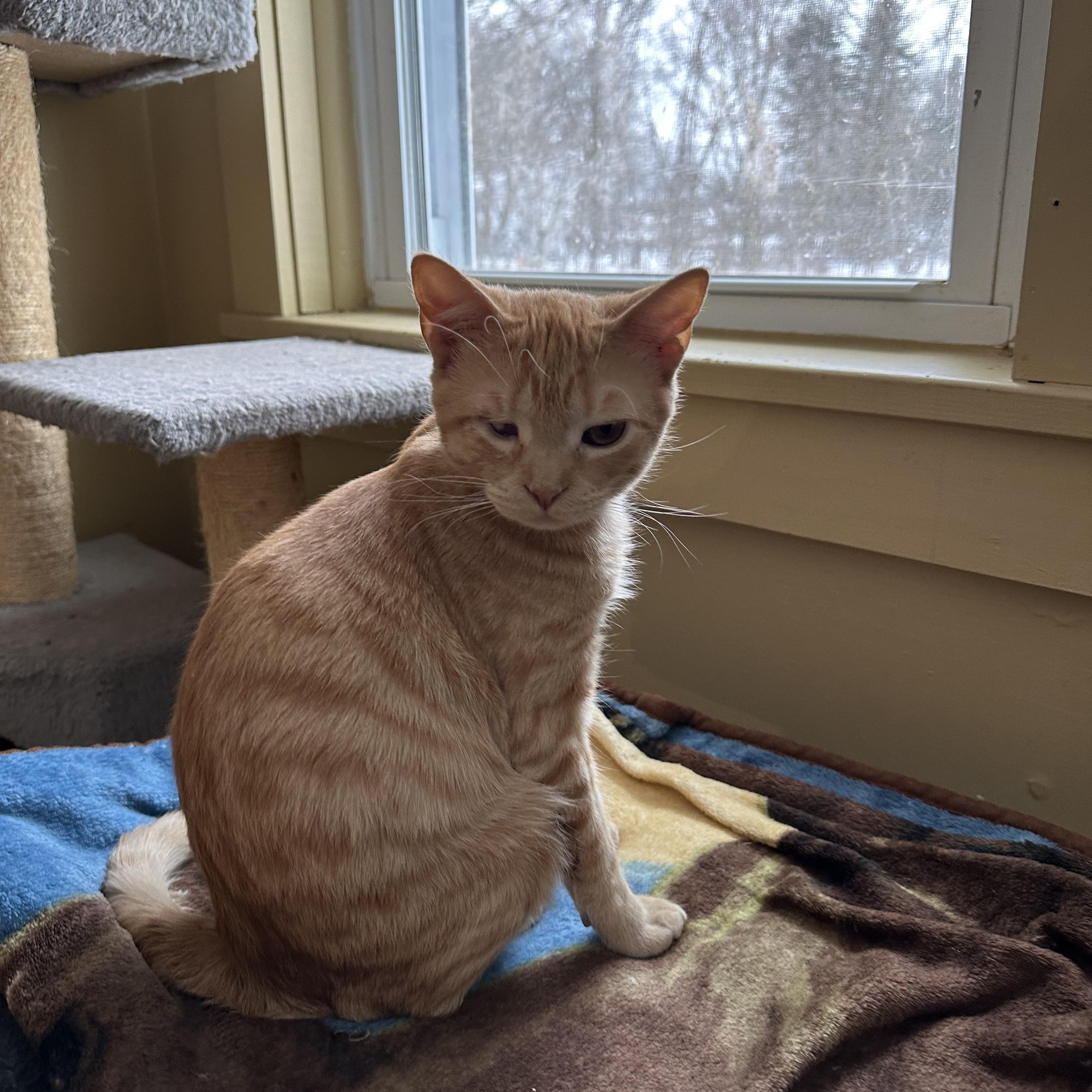 Enlarge Clem, an adopted Tabby in Syracuse, NY image 4/5