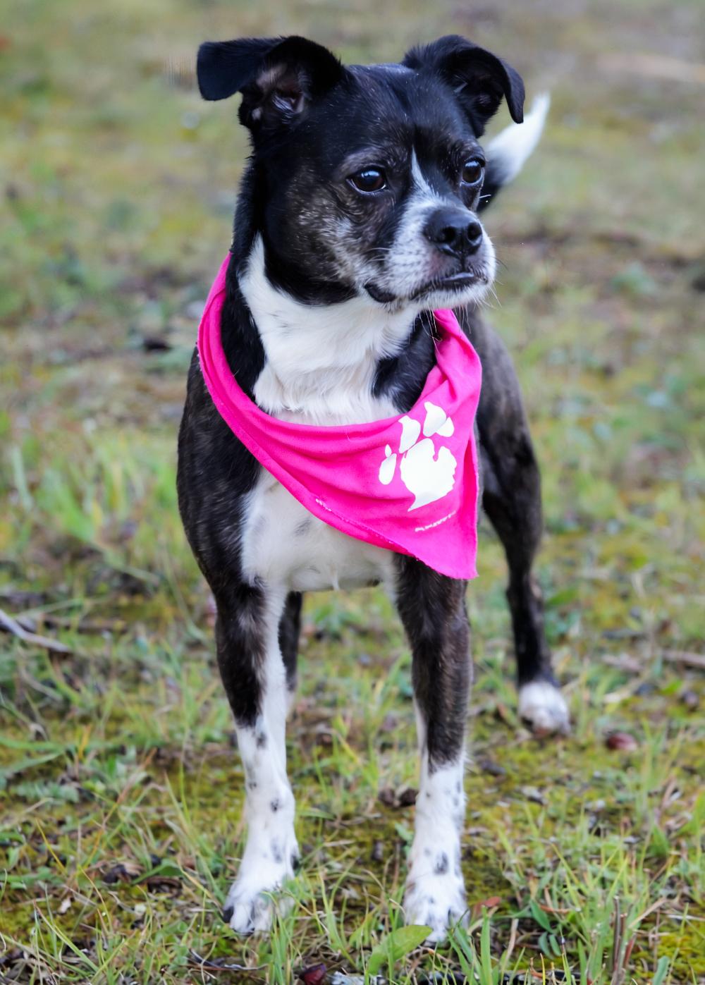 Cammy, an adoptable Border Terrier in Cheboygan, MI, 49721 | Photo Image 4
