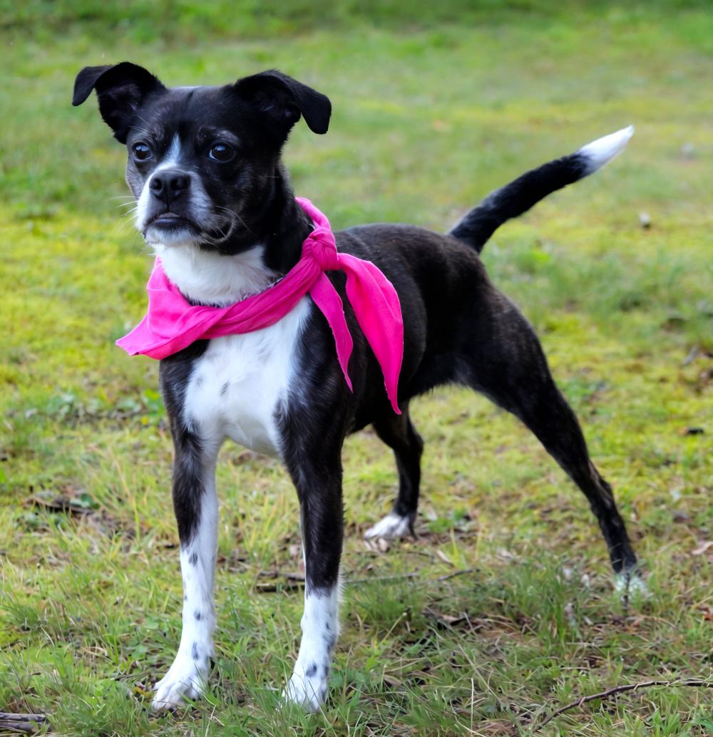 Cammy, an adoptable Border Terrier in Cheboygan, MI, 49721 | Photo Image 2