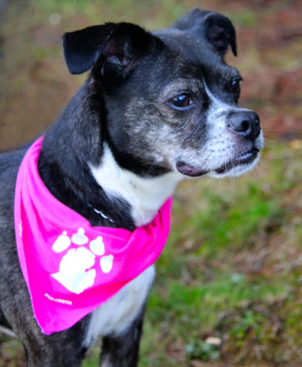 Cammy, an adoptable Border Terrier in Cheboygan, MI, 49721 | Photo Image 5