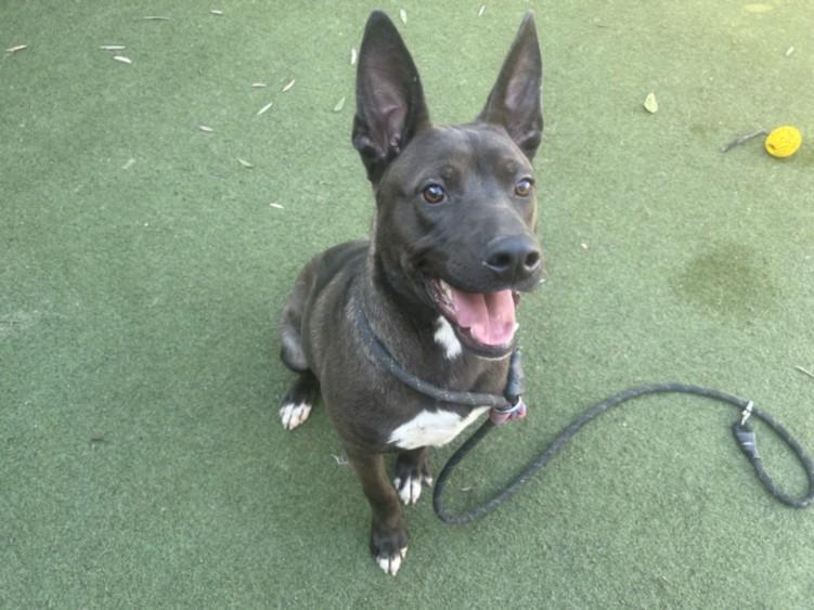Enlarge KING, a Adoptable German Shepherd Dog in Los Angeles, CA image 1/1