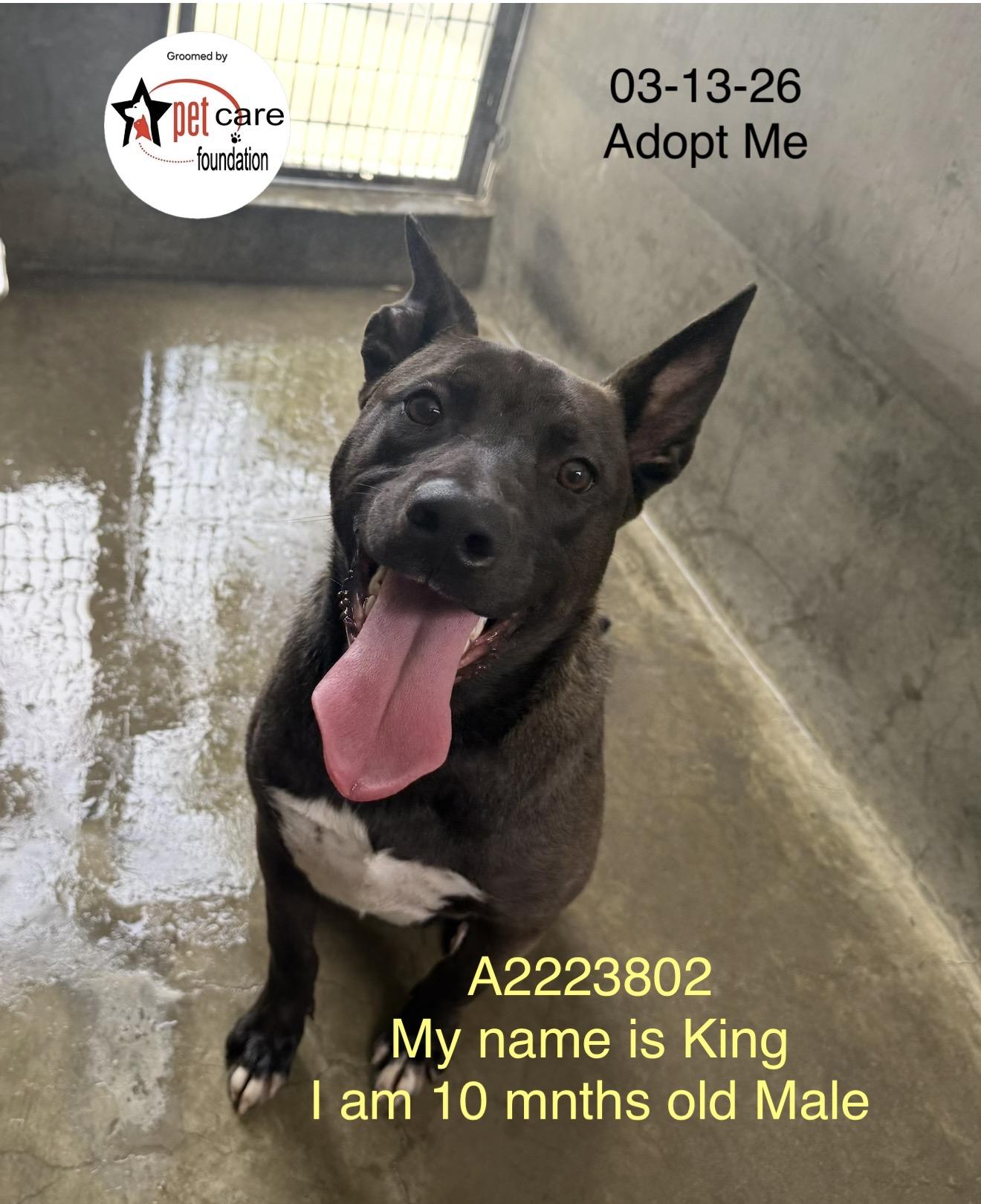 Enlarge KING, a Adoptable German Shepherd Dog in Los Angeles, CA image 1/1