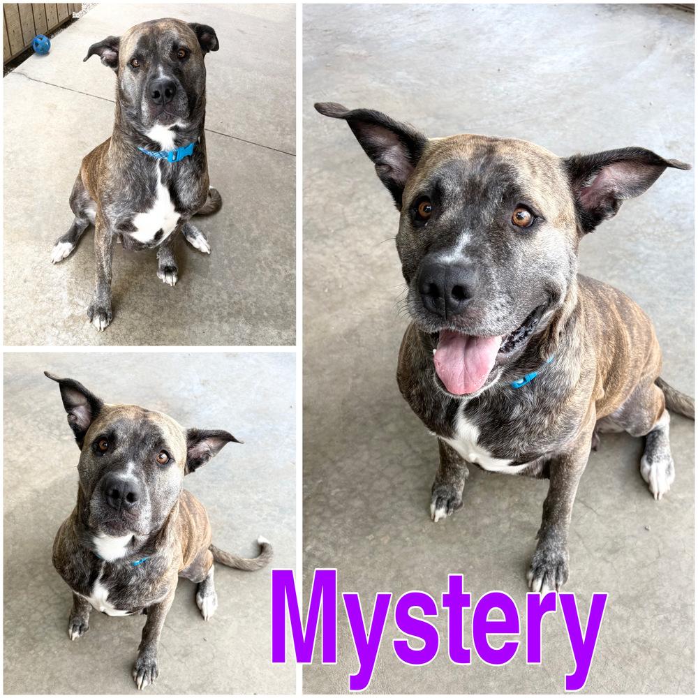 MYSTERY, Adoptable, Adult Female Mastiff & Pit Bull Terrier.