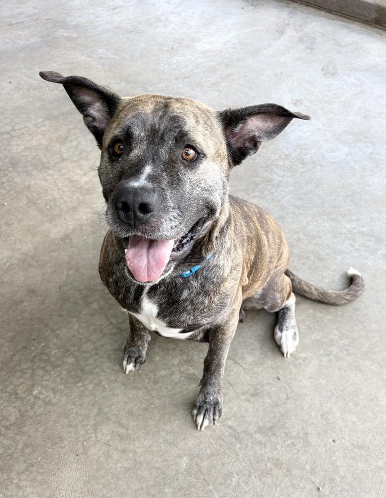MYSTERY, a Adoptable mixed breed in Rochester, IN image 2/2