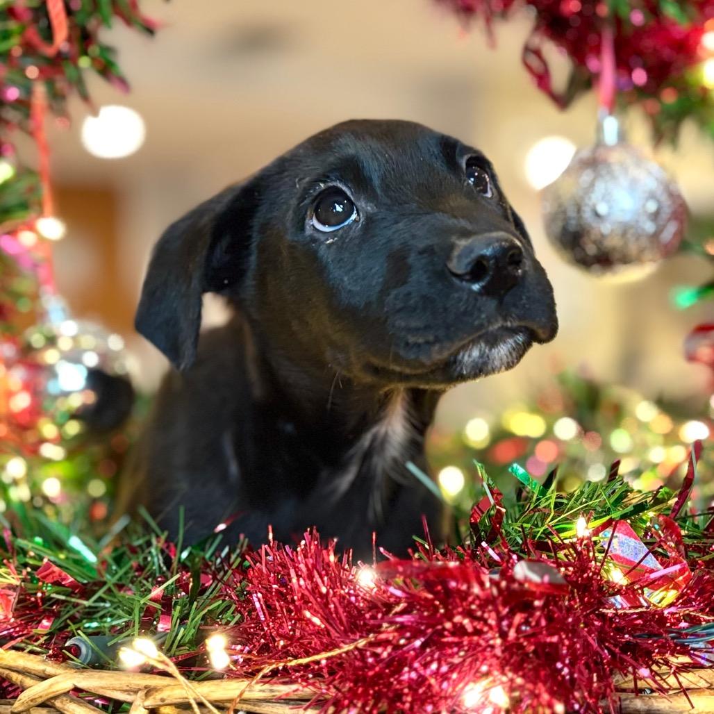 Froggy, Adoptable, Puppy Male Mixed Breed.